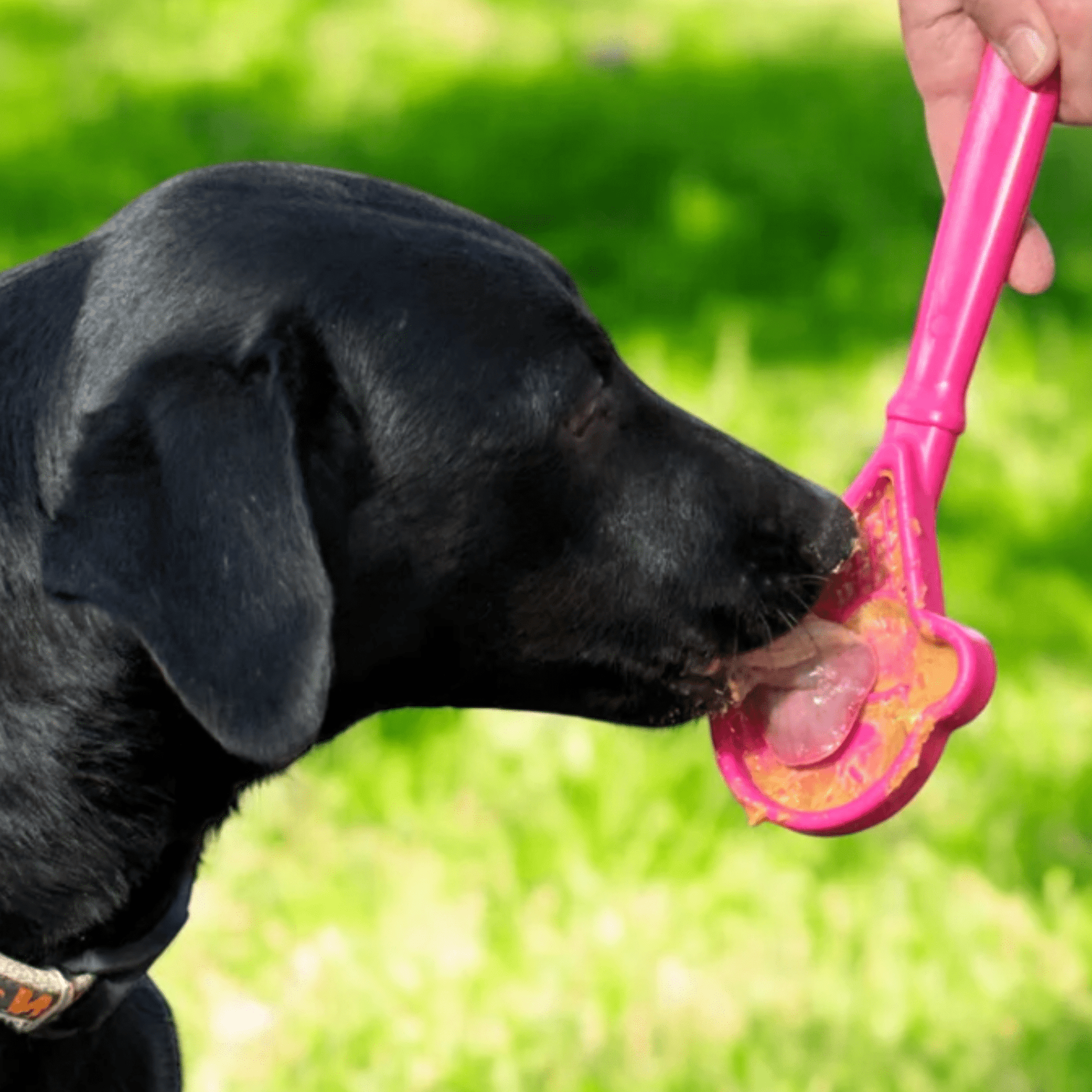 Lick Sticks | Interactive Dog Training Toy - Boske.store