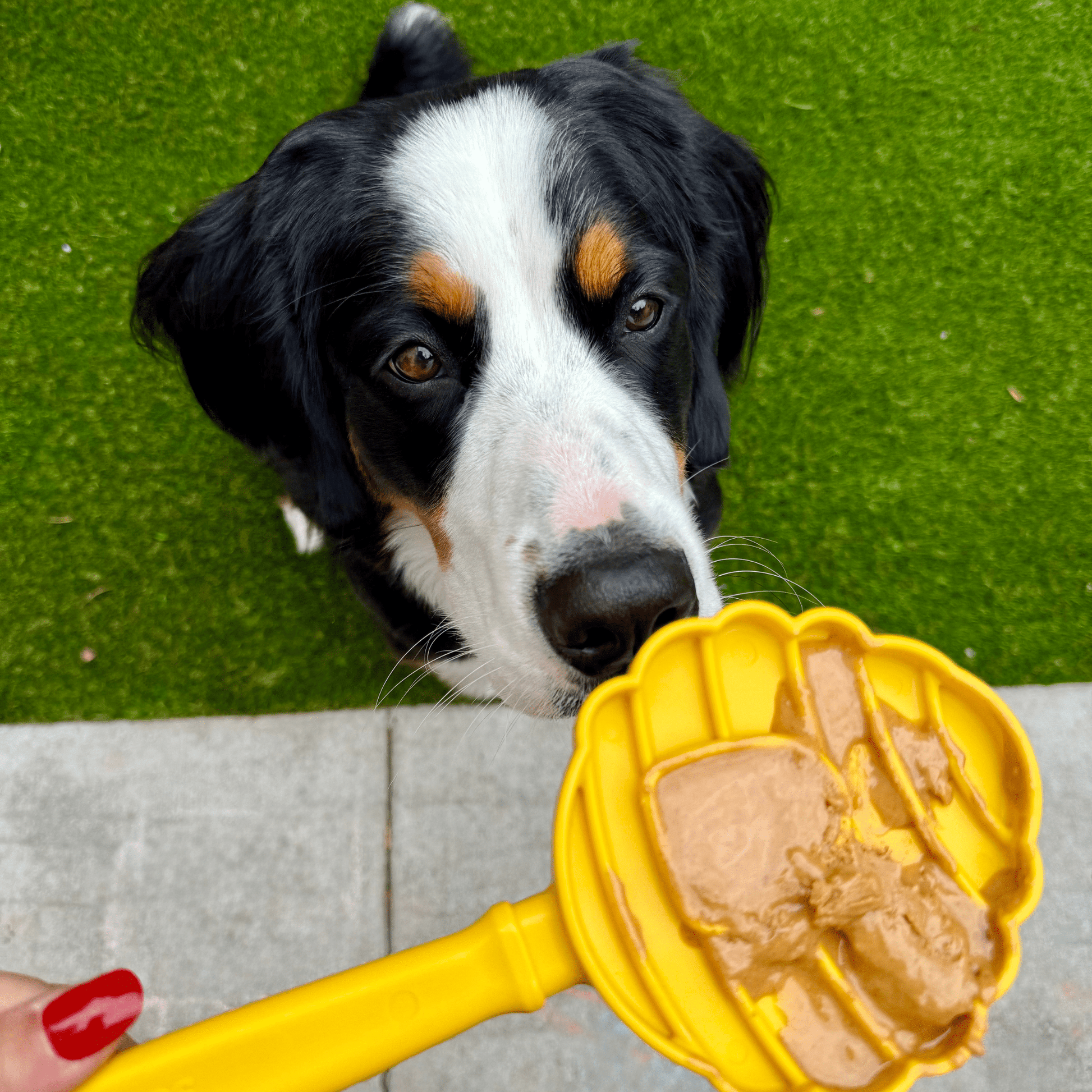 Lick Sticks | Interactive Dog Training Toy - Boske.store