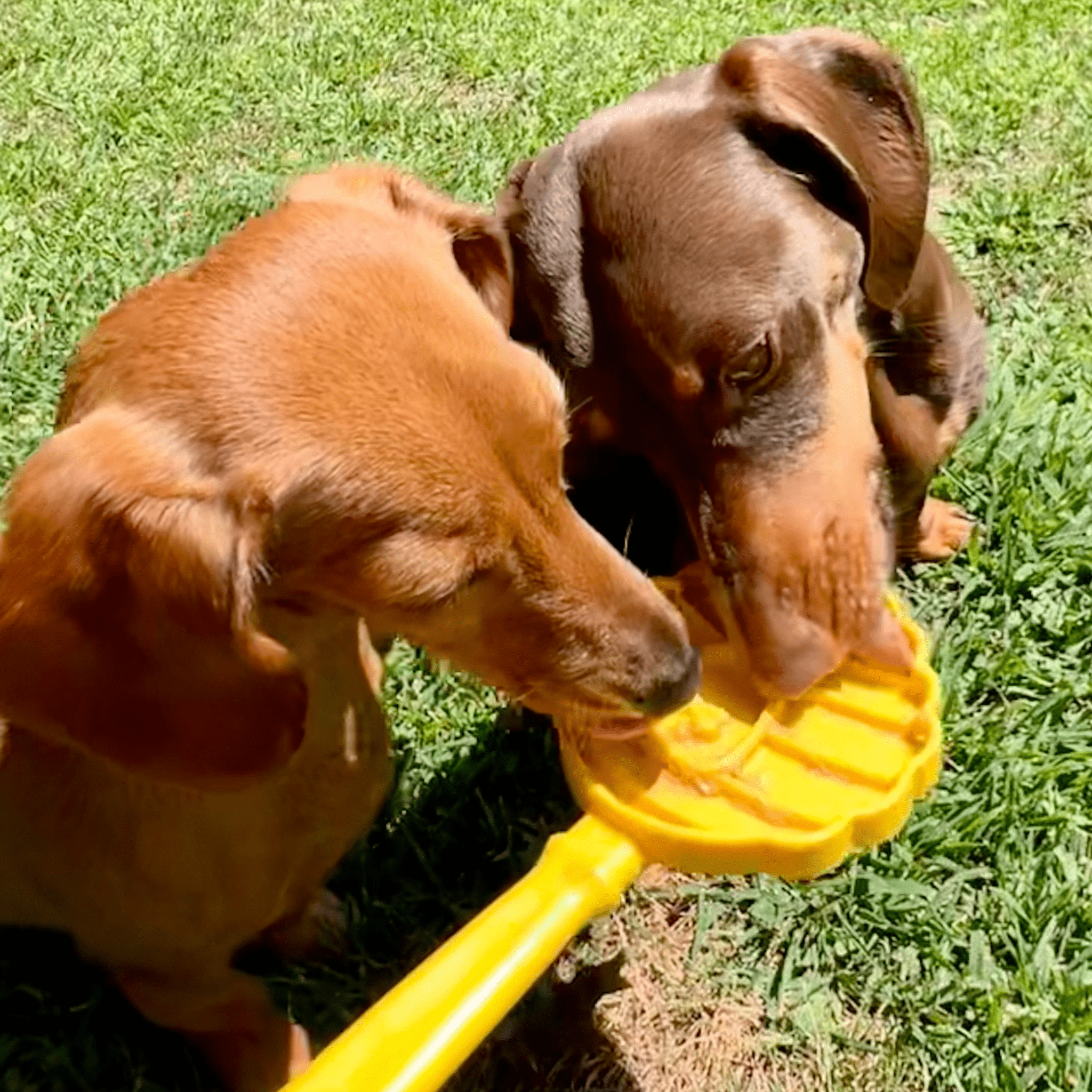 Lick Sticks | Interactive Dog Training Toy - Boske.store