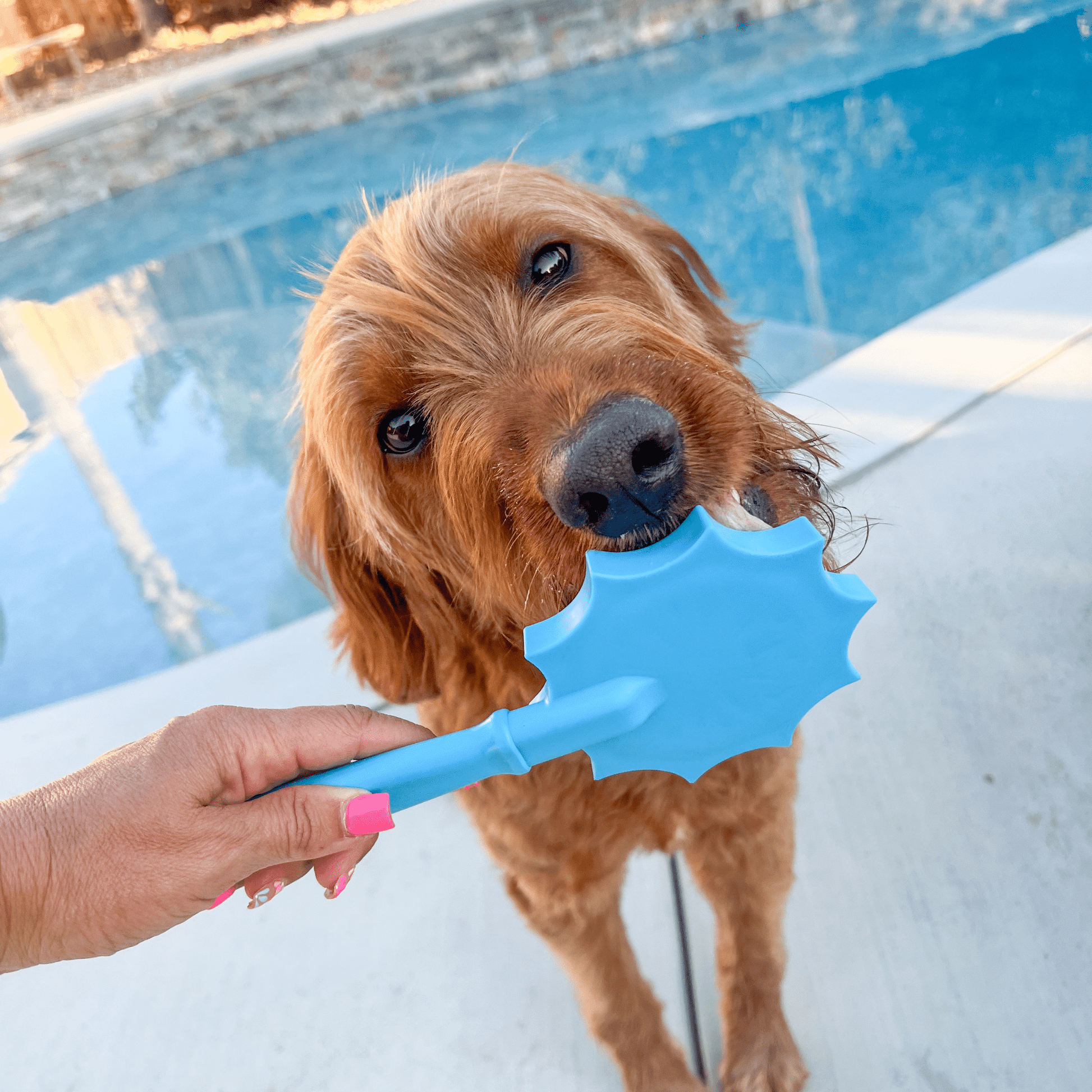 Lick Sticks | Interactive Dog Training Toy - Boske.store