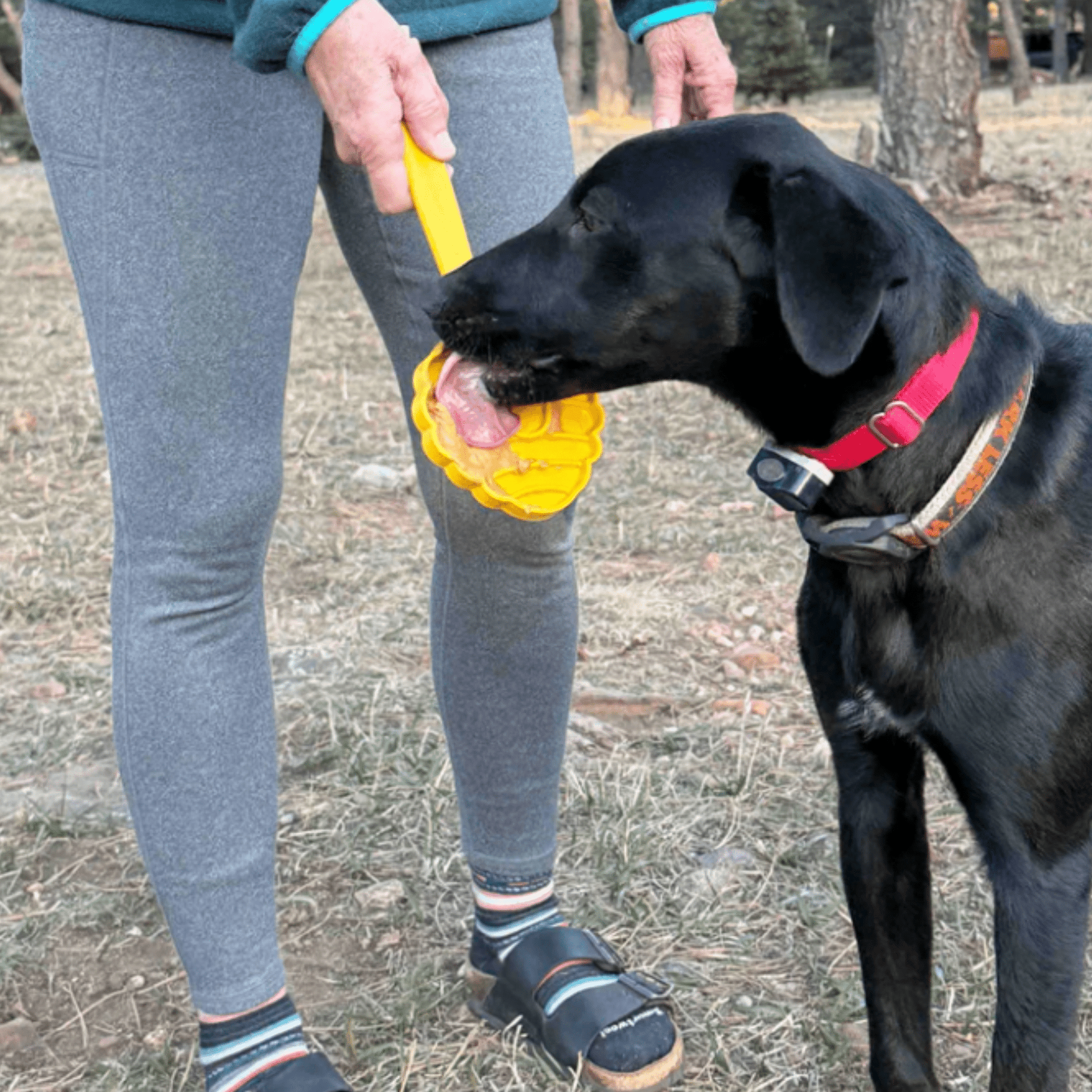 Lick Sticks | Interactive Dog Training Toy - Boske.store