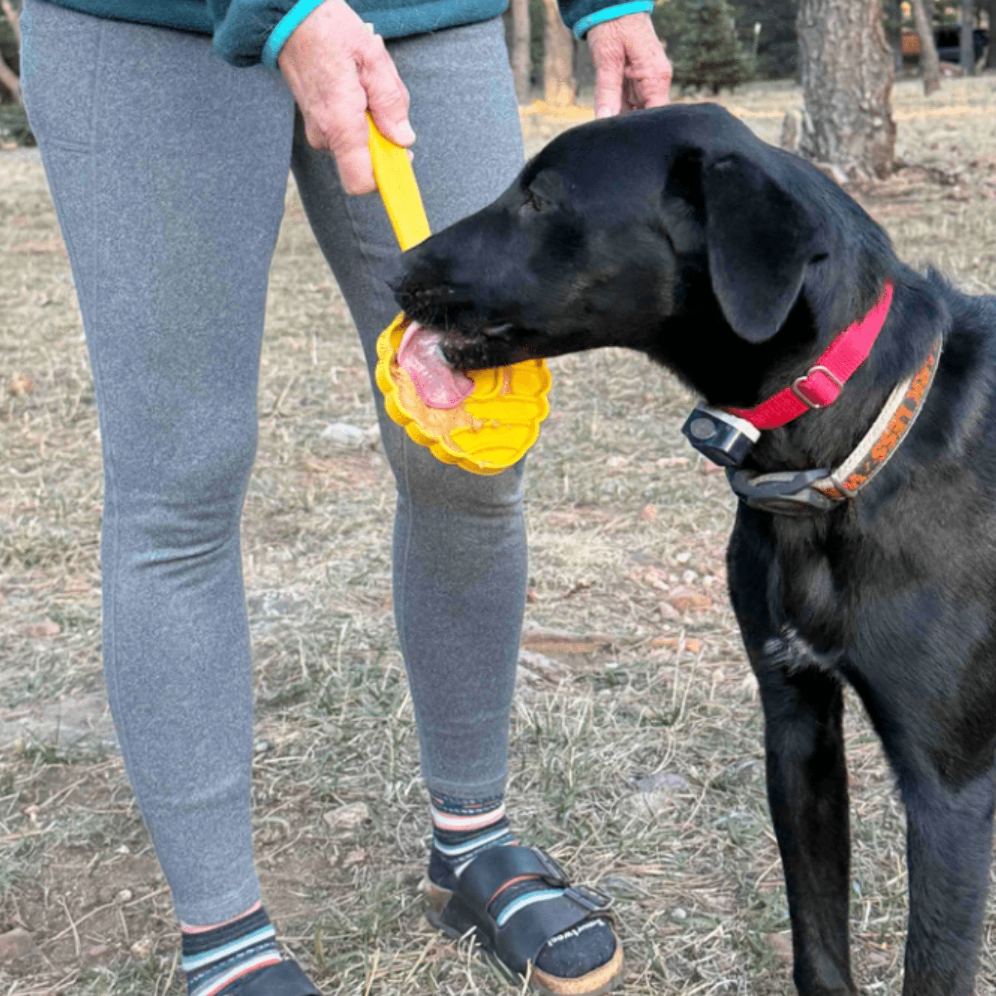 Lick Sticks | Interactive Dog Training Toy - Boske.store