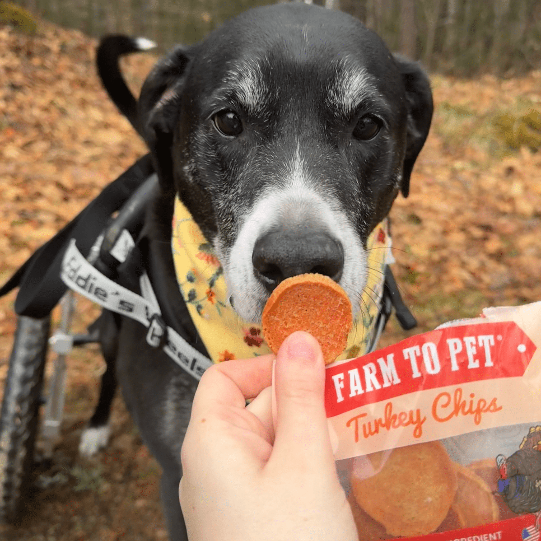 Turkey Chips Snack Pack Bundles | Low Allergen Treats for Training - Boske.store