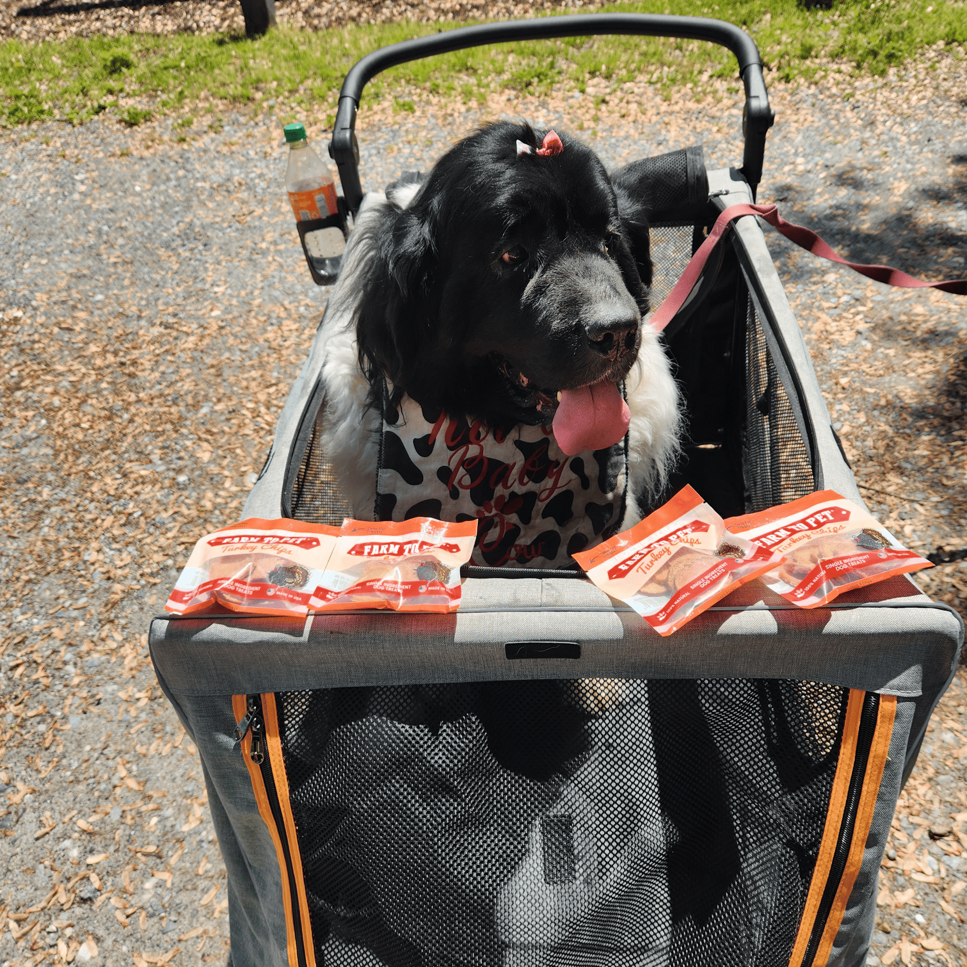 Turkey Chips Snack Pack Bundles | Low Allergen Treats for Training - Boske.store