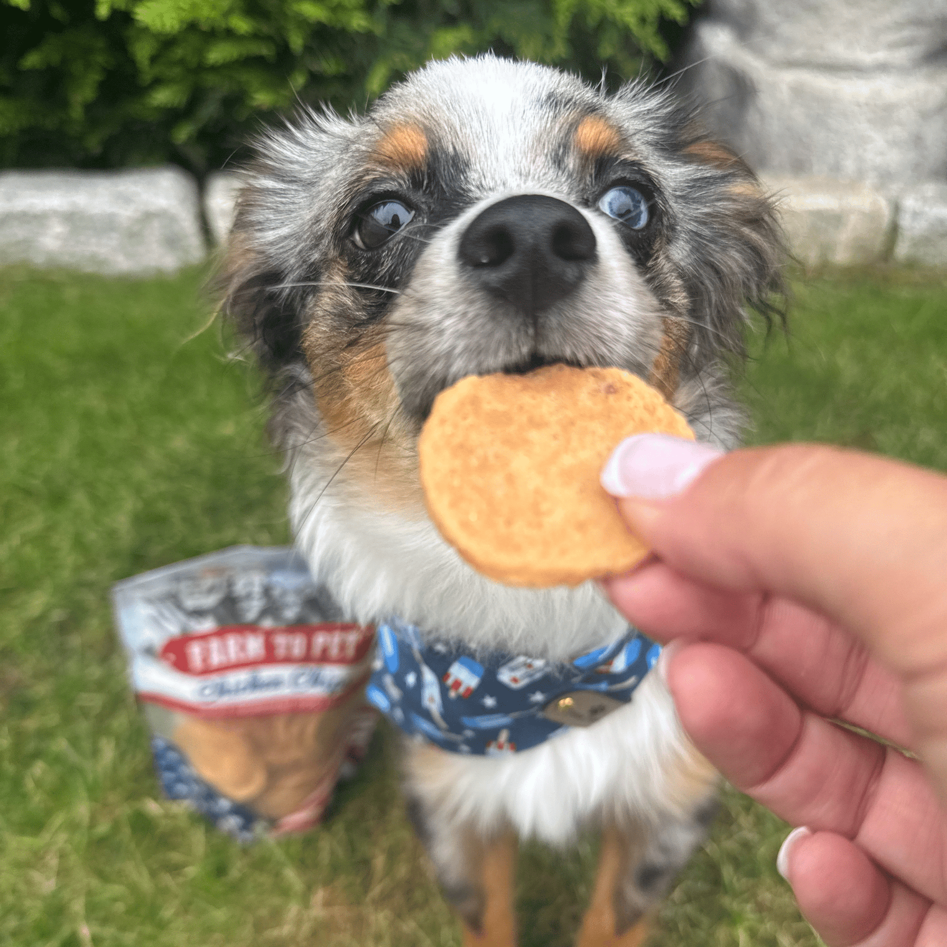 Americana Chicken Chips for Dogs | Celebrate with USA - made Dog Treats - Boske.store