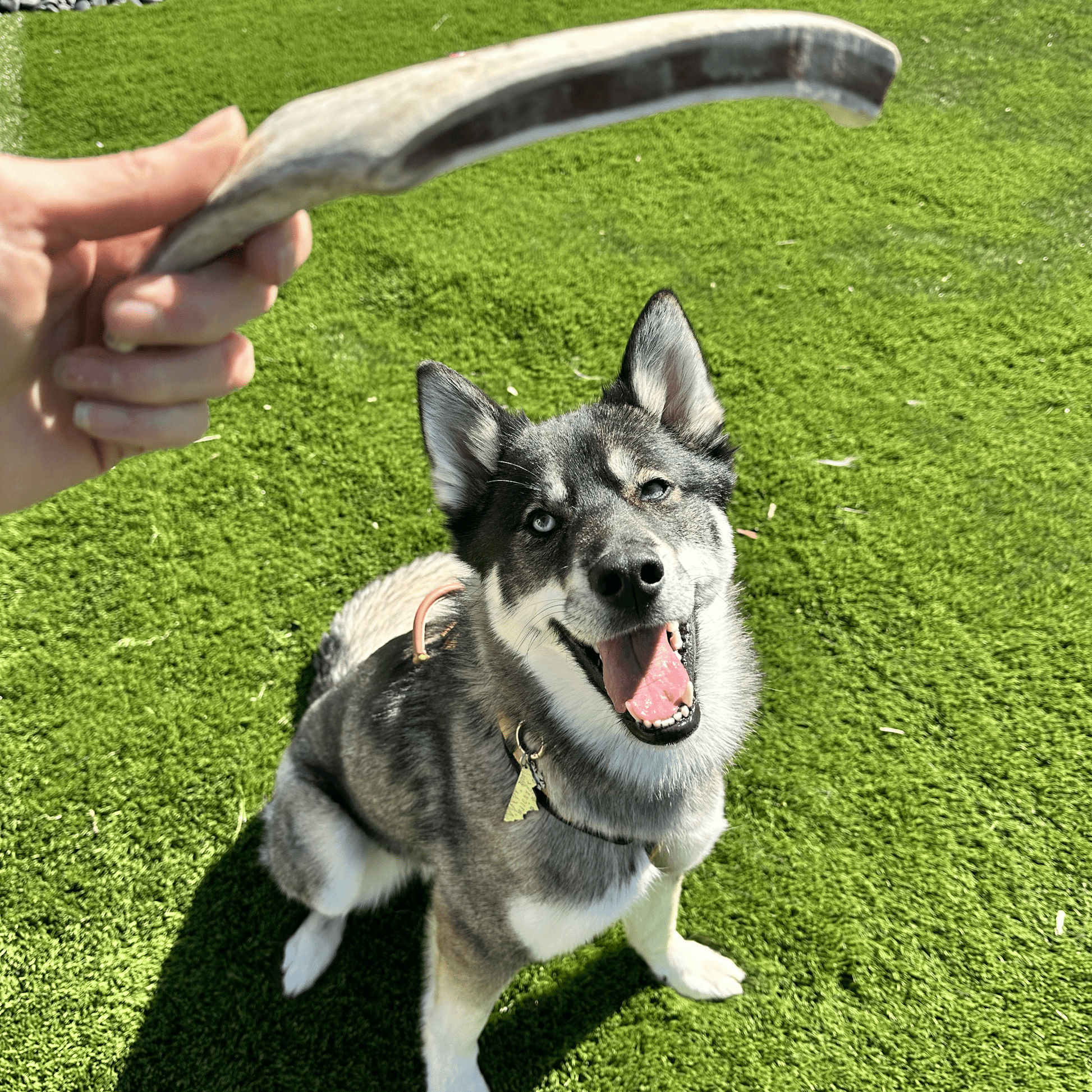 Reindeer Antler Dog Chews | Organic Chews for Dogs - Boske.store