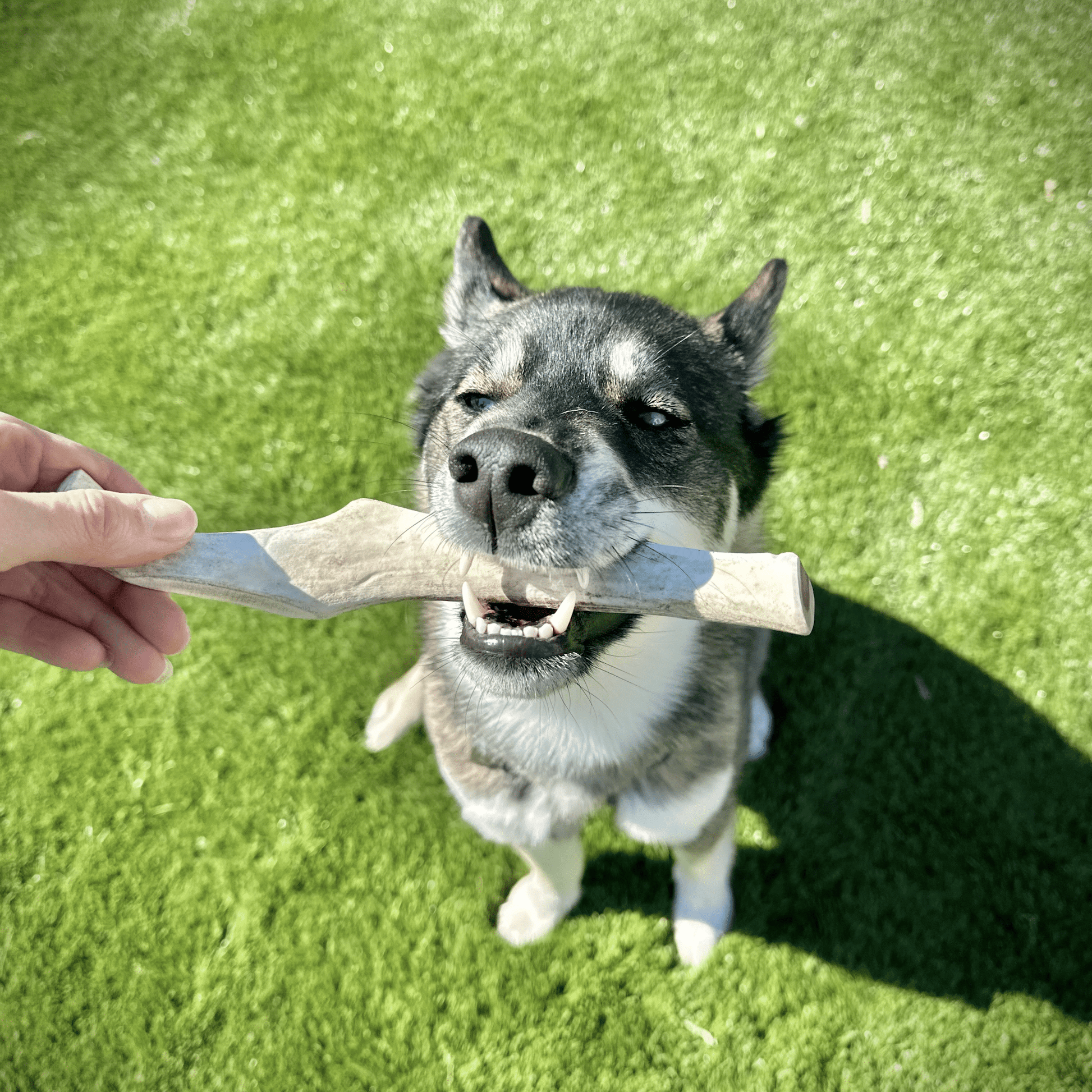 Reindeer Antler Dog Chews | Organic Chews for Dogs - Boske.store