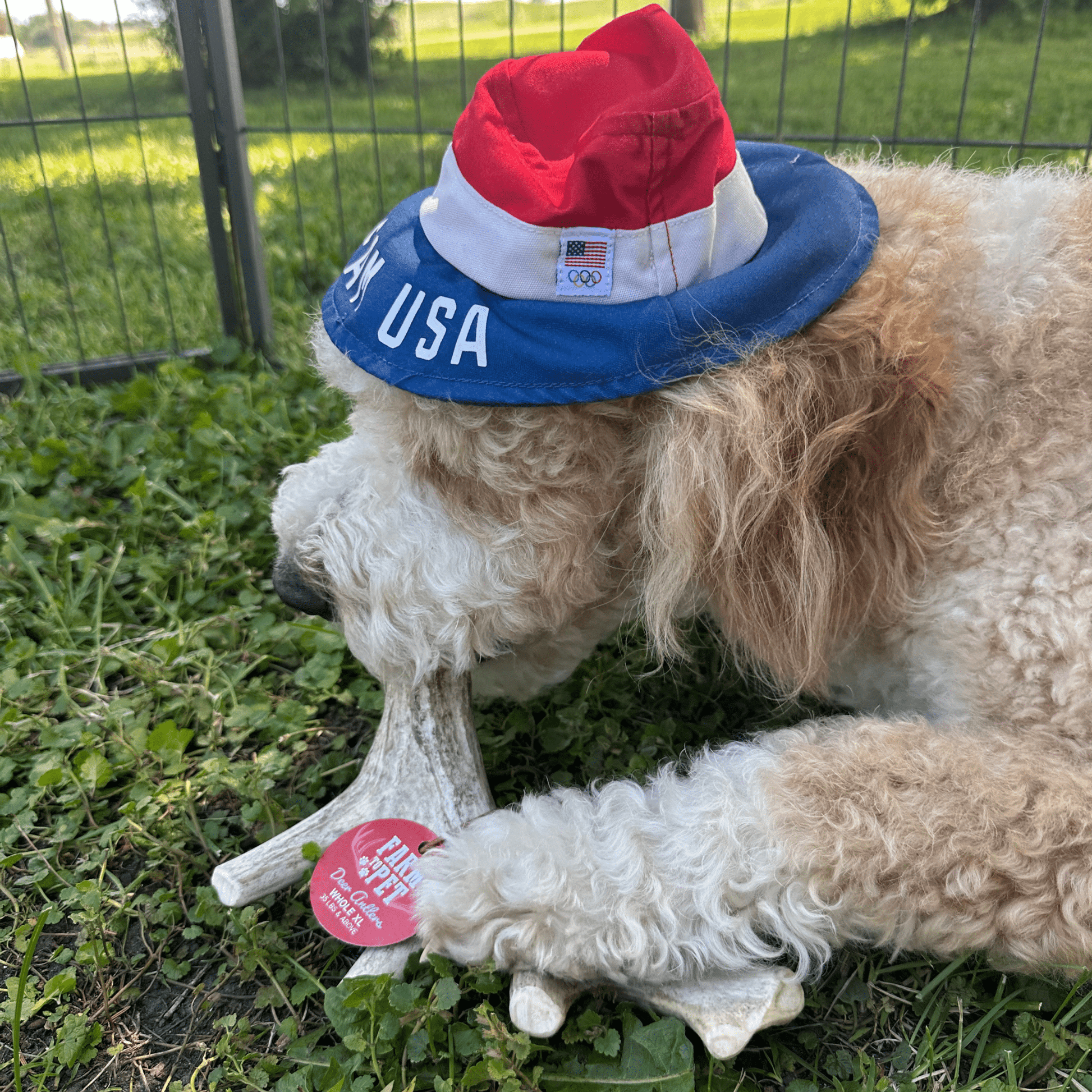 Deer Antler Dog Chews | Organic Chews for Dogs - Boske.store
