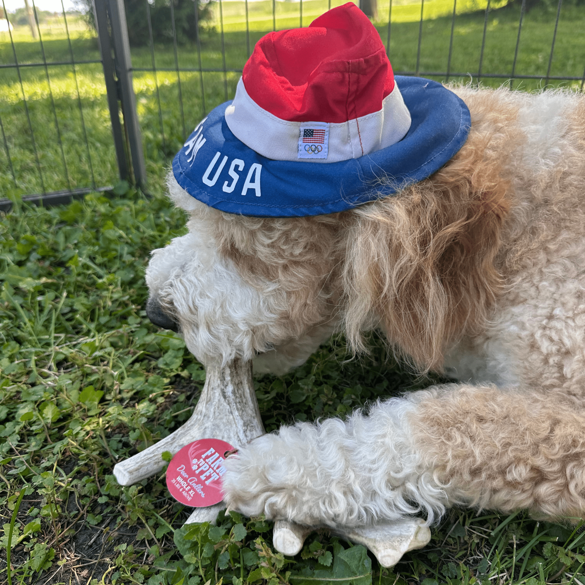 Deer Antler Dog Chews | Organic Chews for Dogs - Boske.store
