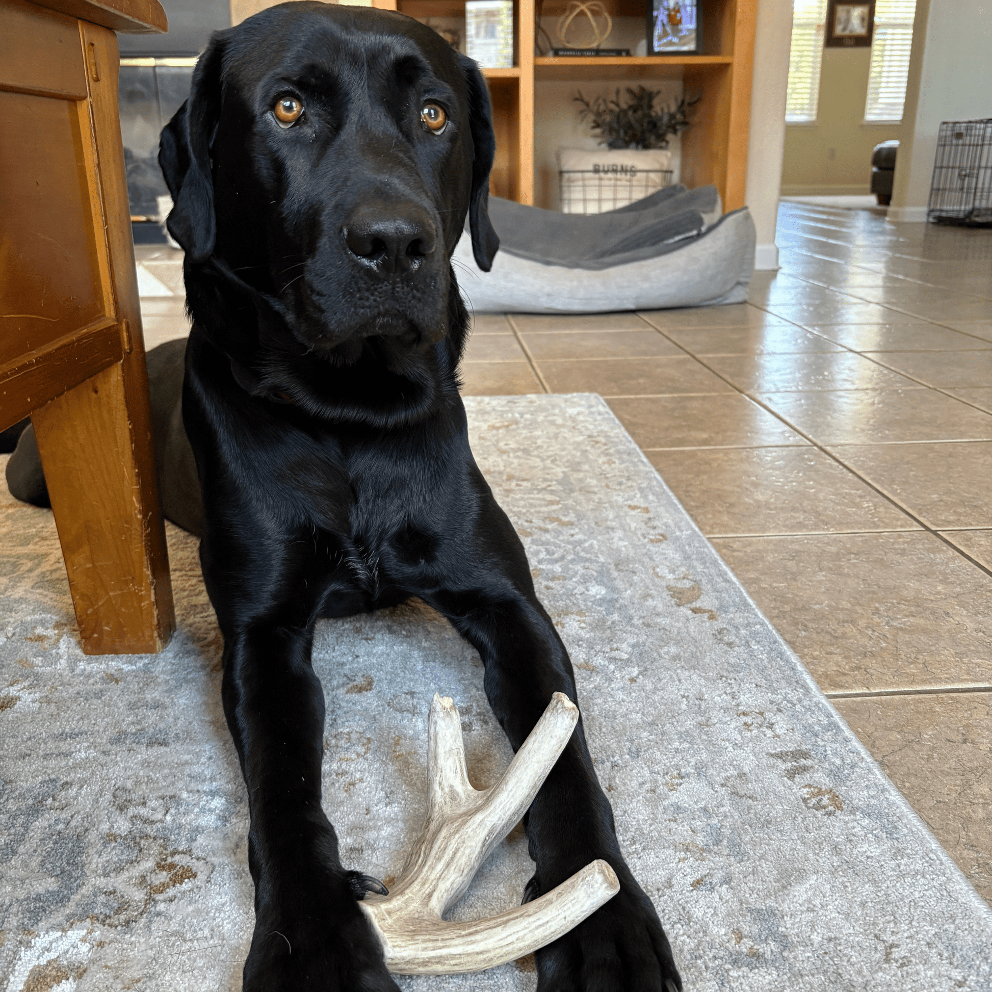 Deer Antler Dog Chews | Organic Chews for Dogs - Boske.store