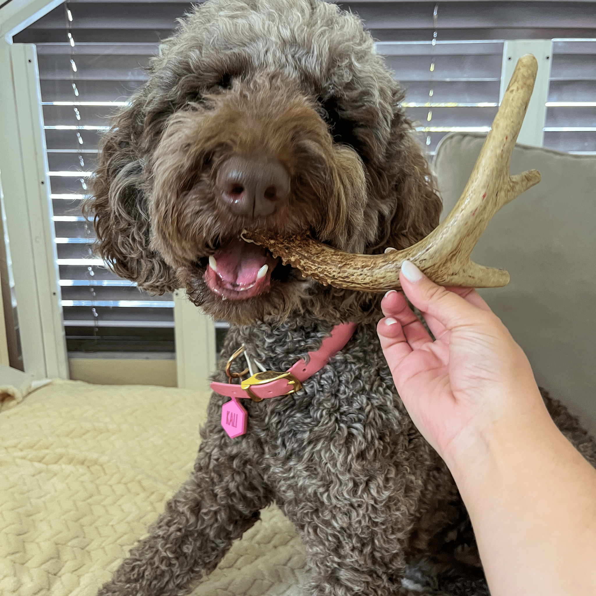Deer Antler Dog Chews | Organic Chews for Dogs - Boske.store