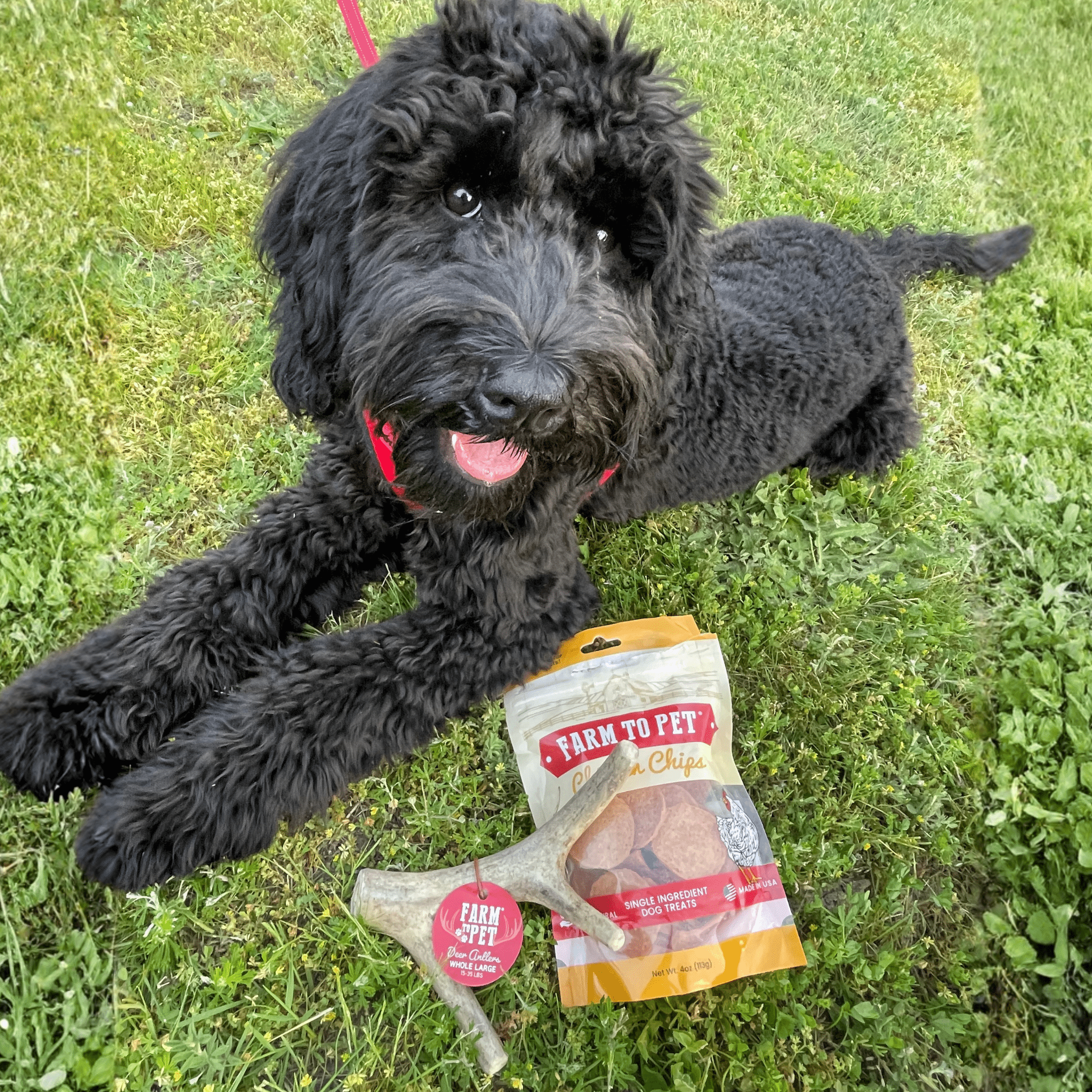 Deer Antler Dog Chews | Organic Chews for Dogs - Boske.store