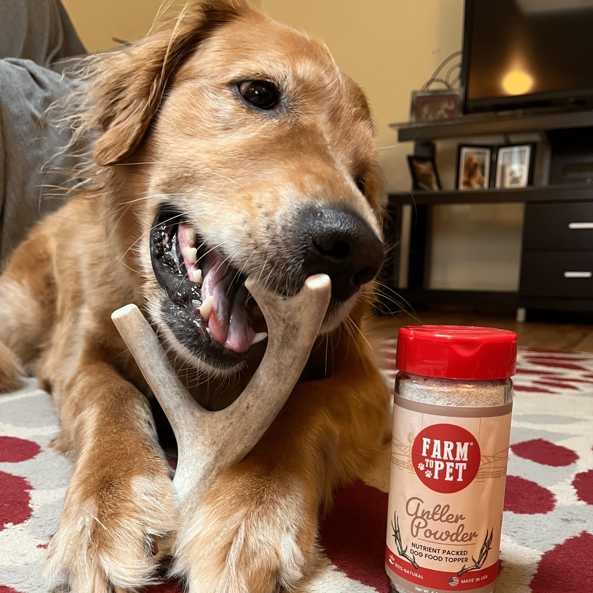 Deer Antler Dog Chews | Organic Chews for Dogs - Boske.store