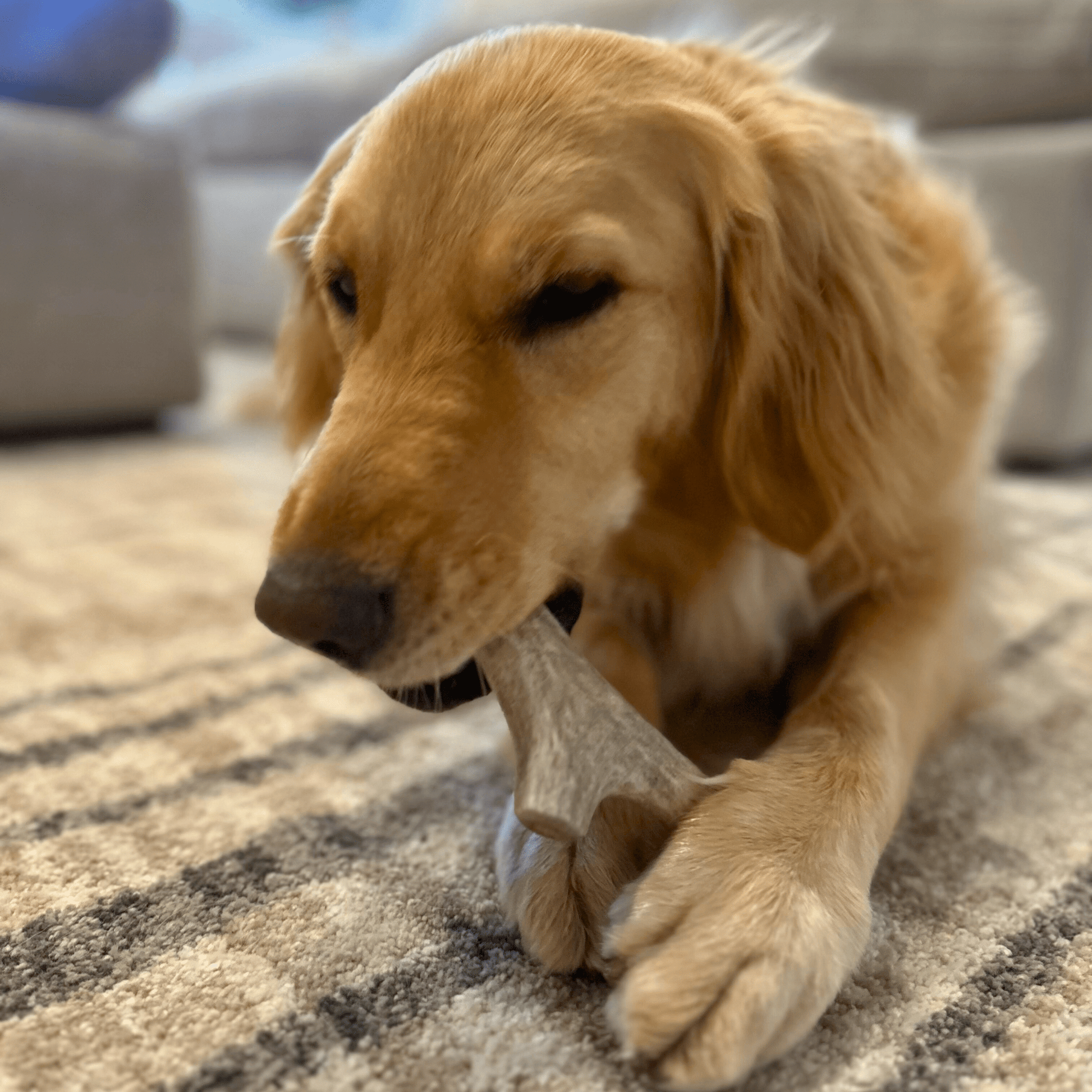 Deer Antler Dog Chews | Organic Chews for Dogs - Boske.store