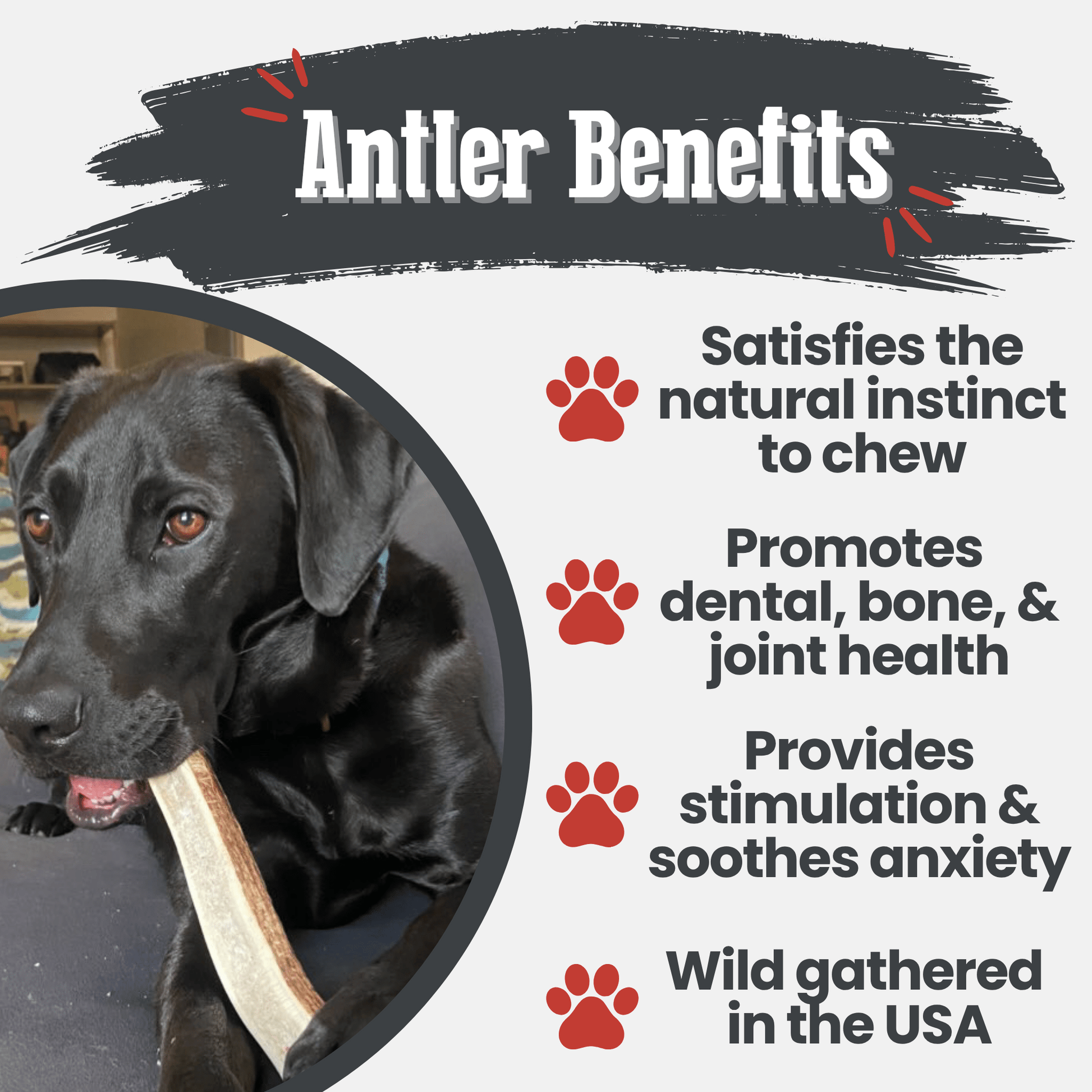 Elk Antler Dog Chews | All - Natural Whole and Split Elk Antler Chews for Dogs - Boske.store