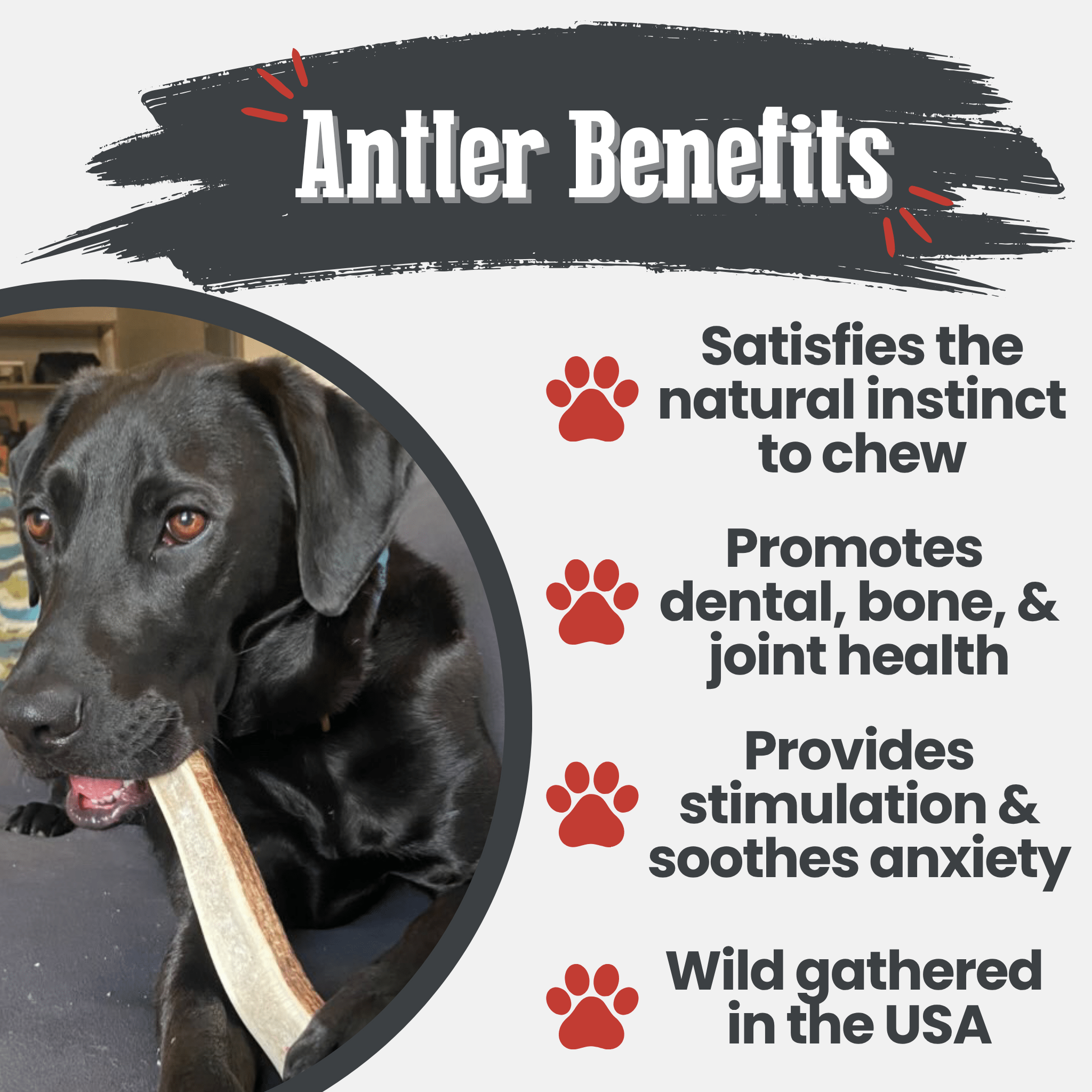 Elk Antler Dog Chews | All - Natural Whole and Split Elk Antler Chews for Dogs - Boske.store