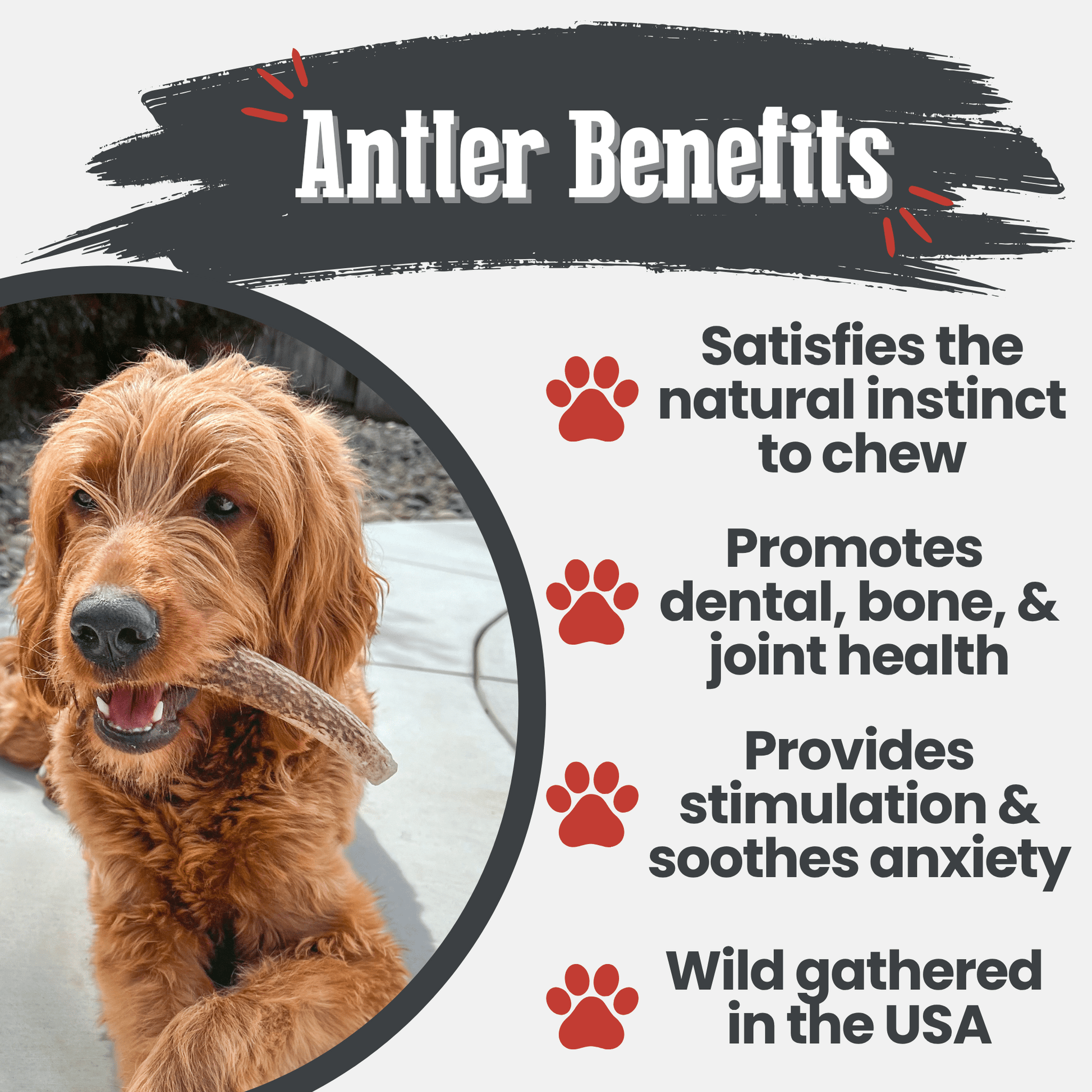 Elk Antler Dog Chews | All - Natural Whole and Split Elk Antler Chews for Dogs - Boske.store