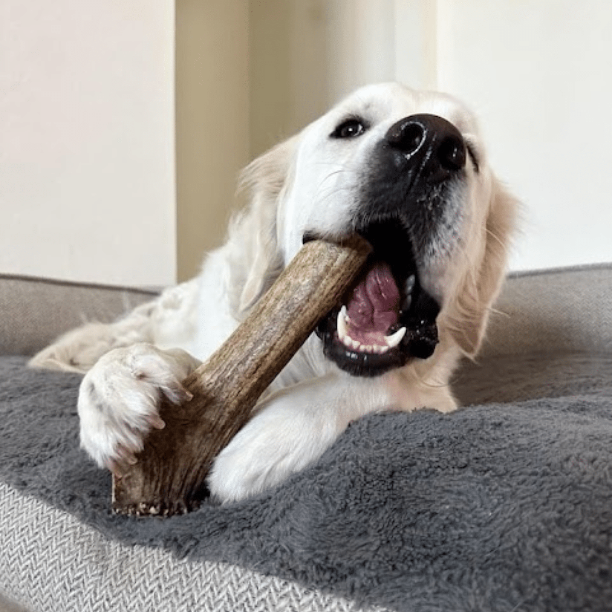 Elk Antler Dog Chews | All - Natural Whole and Split Elk Antler Chews for Dogs - Boske.store