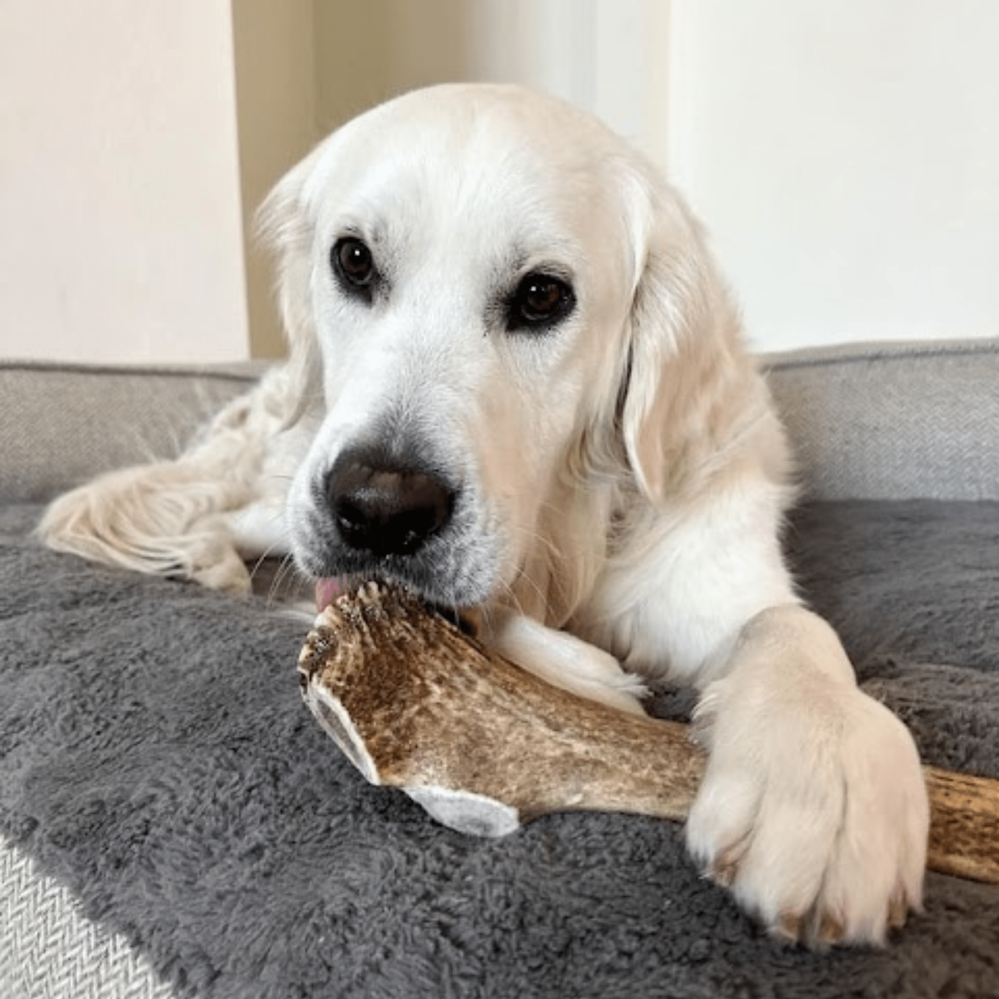 Elk Antler Dog Chews | All - Natural Whole and Split Elk Antler Chews for Dogs - Boske.store