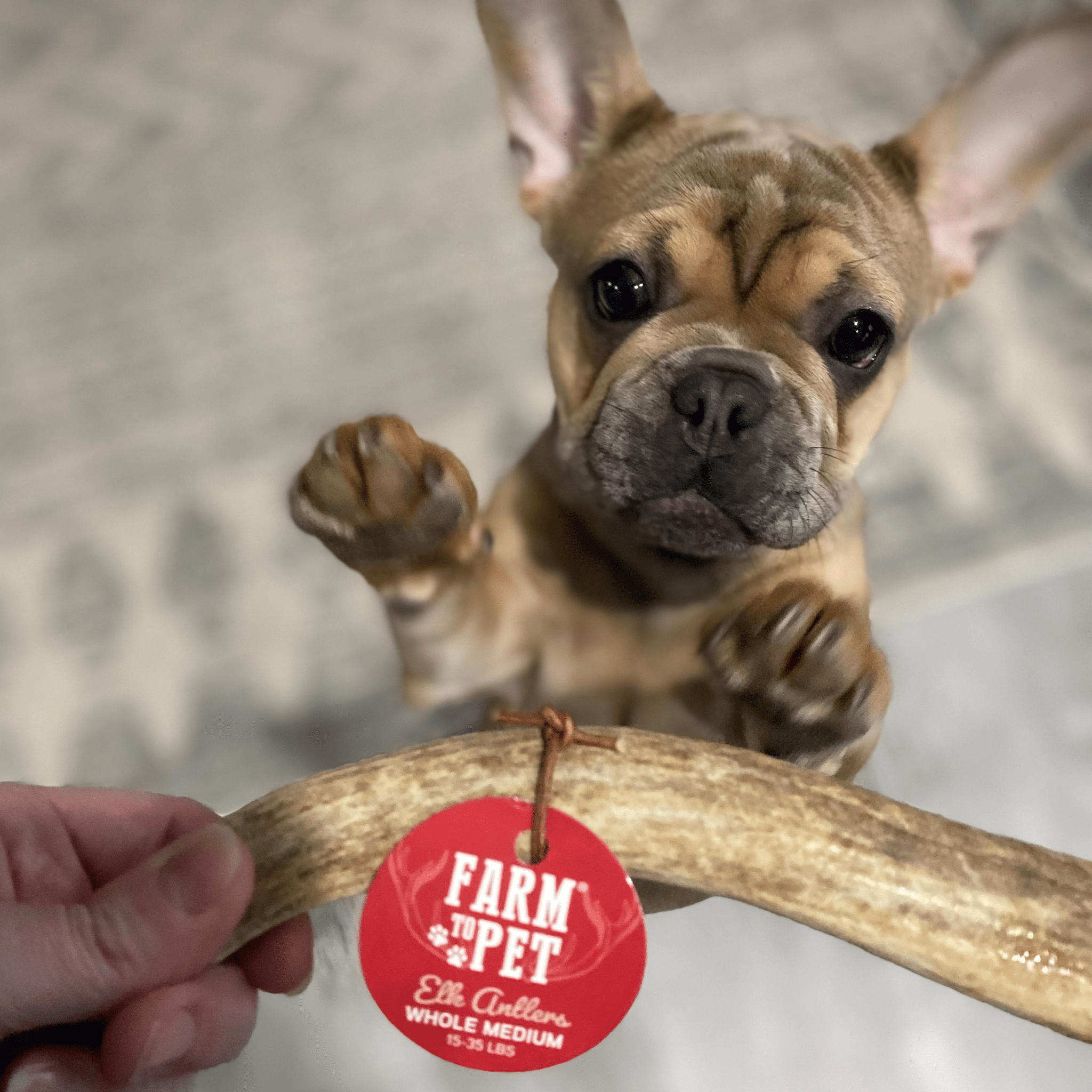 Elk Antler Dog Chews | All - Natural Whole and Split Elk Antler Chews for Dogs - Boske.store