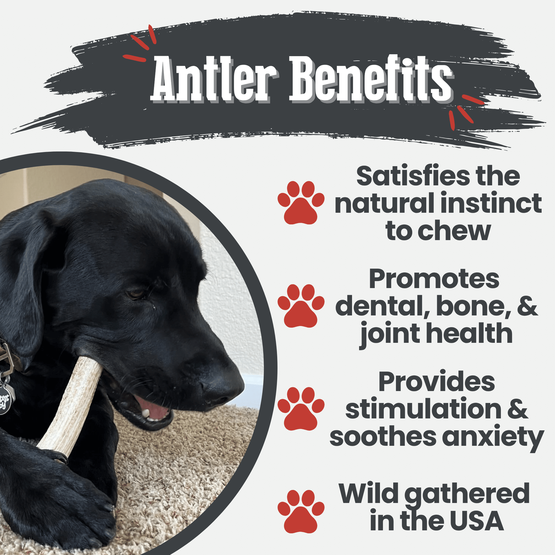 Elk Antler Dog Chews | All - Natural Whole and Split Elk Antler Chews for Dogs - Boske.store