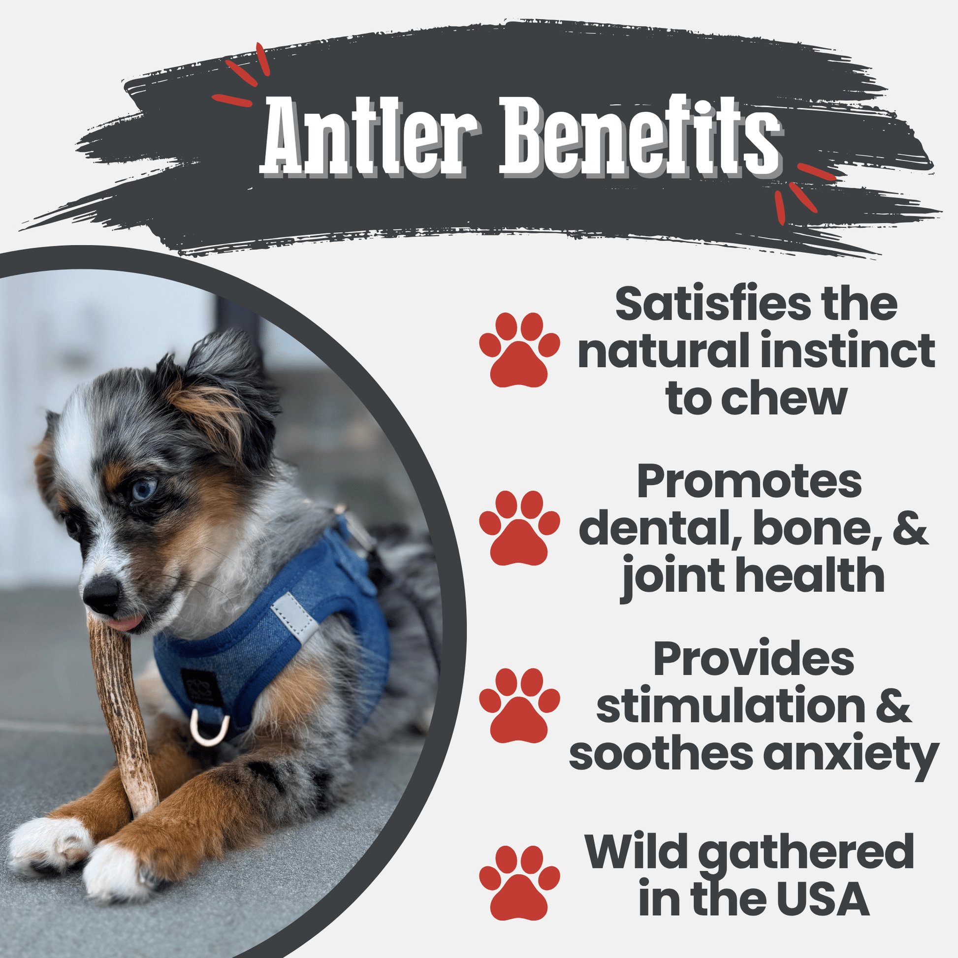 Elk Antler Dog Chews | All - Natural Whole and Split Elk Antler Chews for Dogs - Boske.store