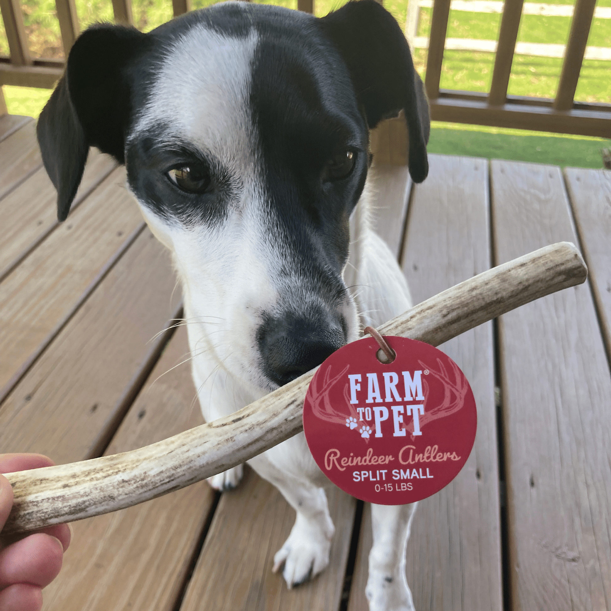 Reindeer Antler Dog Chews | Organic Chews for Dogs - Boske.store