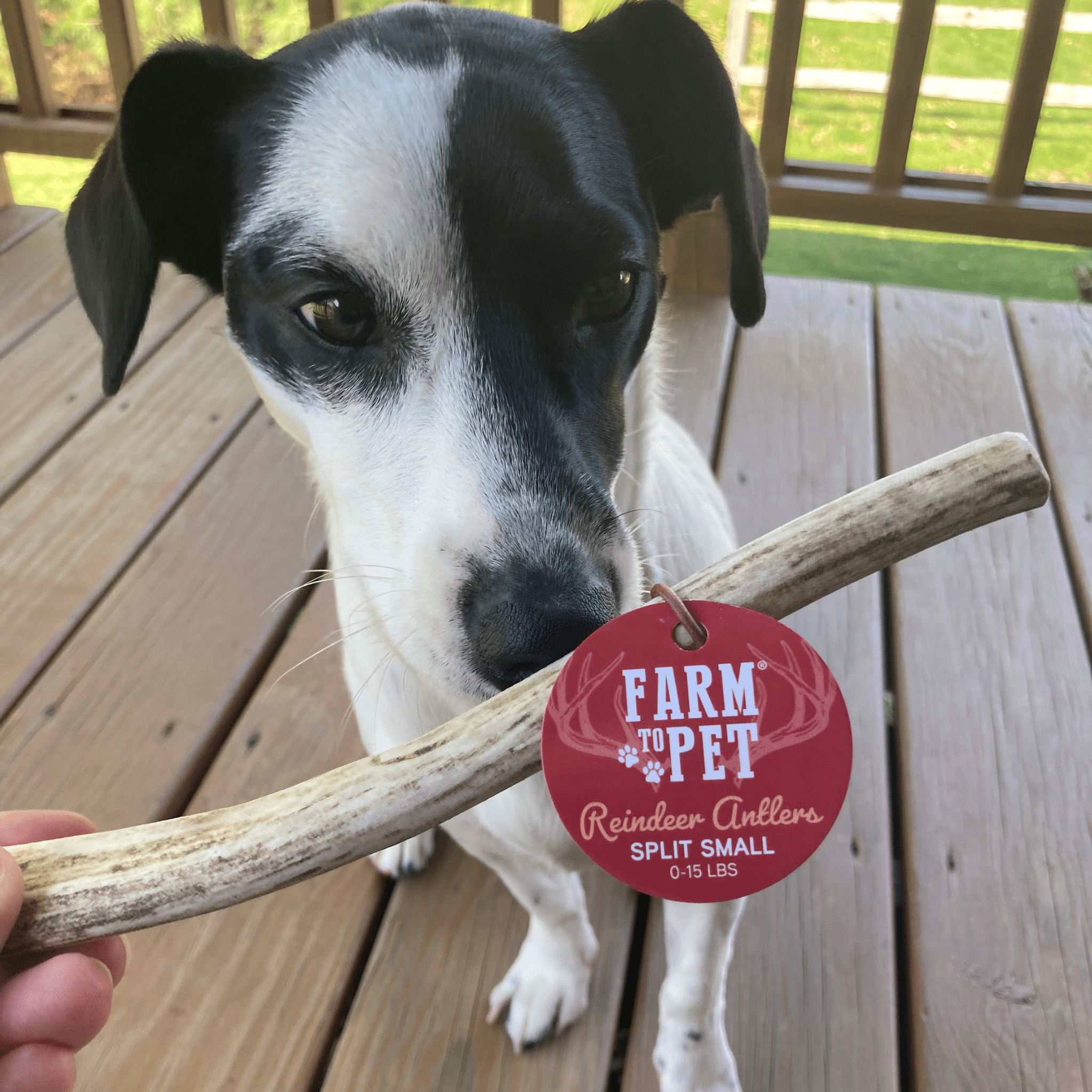Reindeer Antler Dog Chews | Organic Chews for Dogs - Boske.store