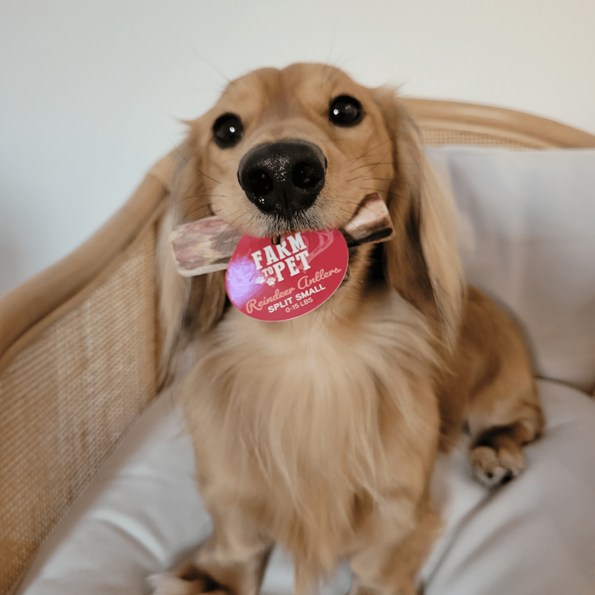 Reindeer Antler Dog Chews | Organic Chews for Dogs - Boske.store