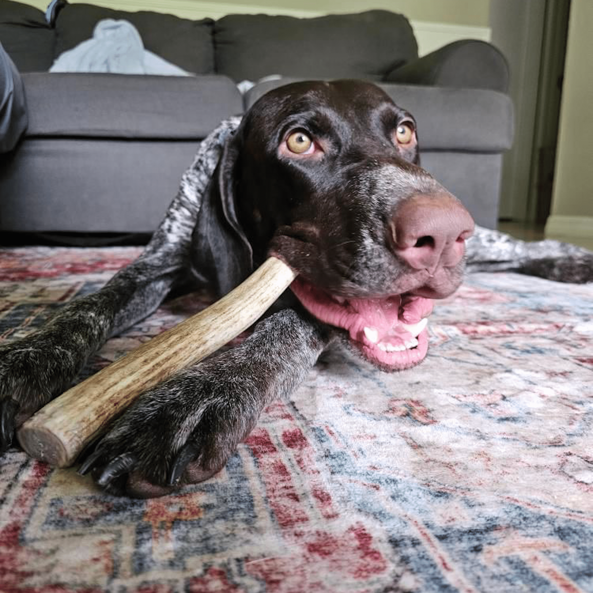 Reindeer Antler Dog Chews | Organic Chews for Dogs - Boske.store