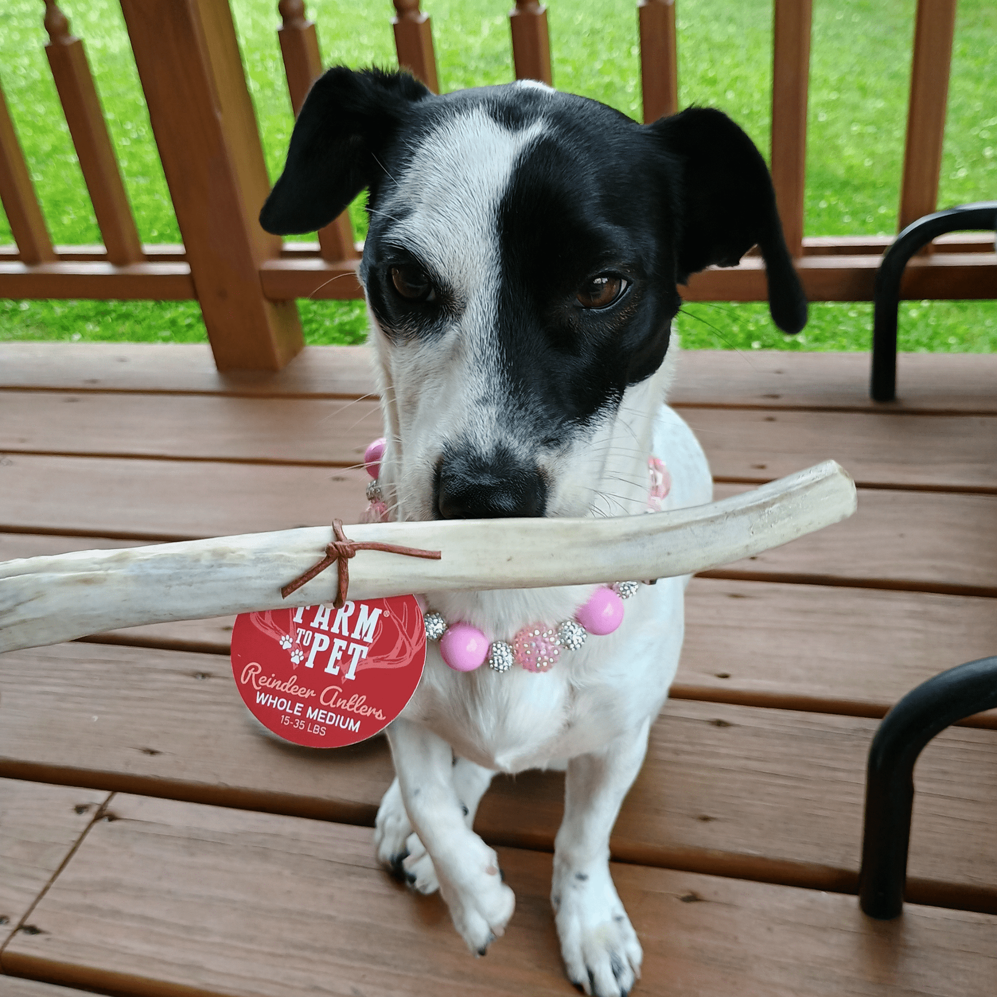 Reindeer Antler Dog Chews | Organic Chews for Dogs - Boske.store
