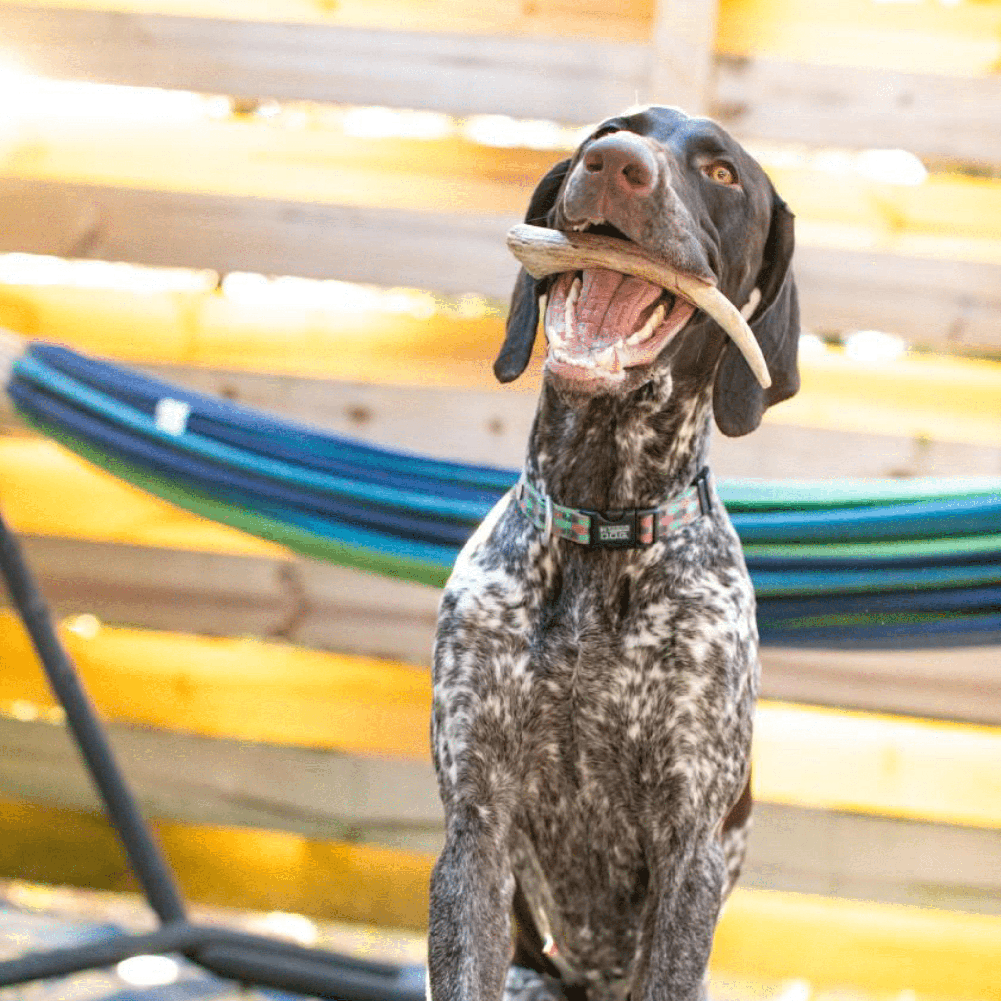 Reindeer Antler Dog Chews | Organic Chews for Dogs - Boske.store