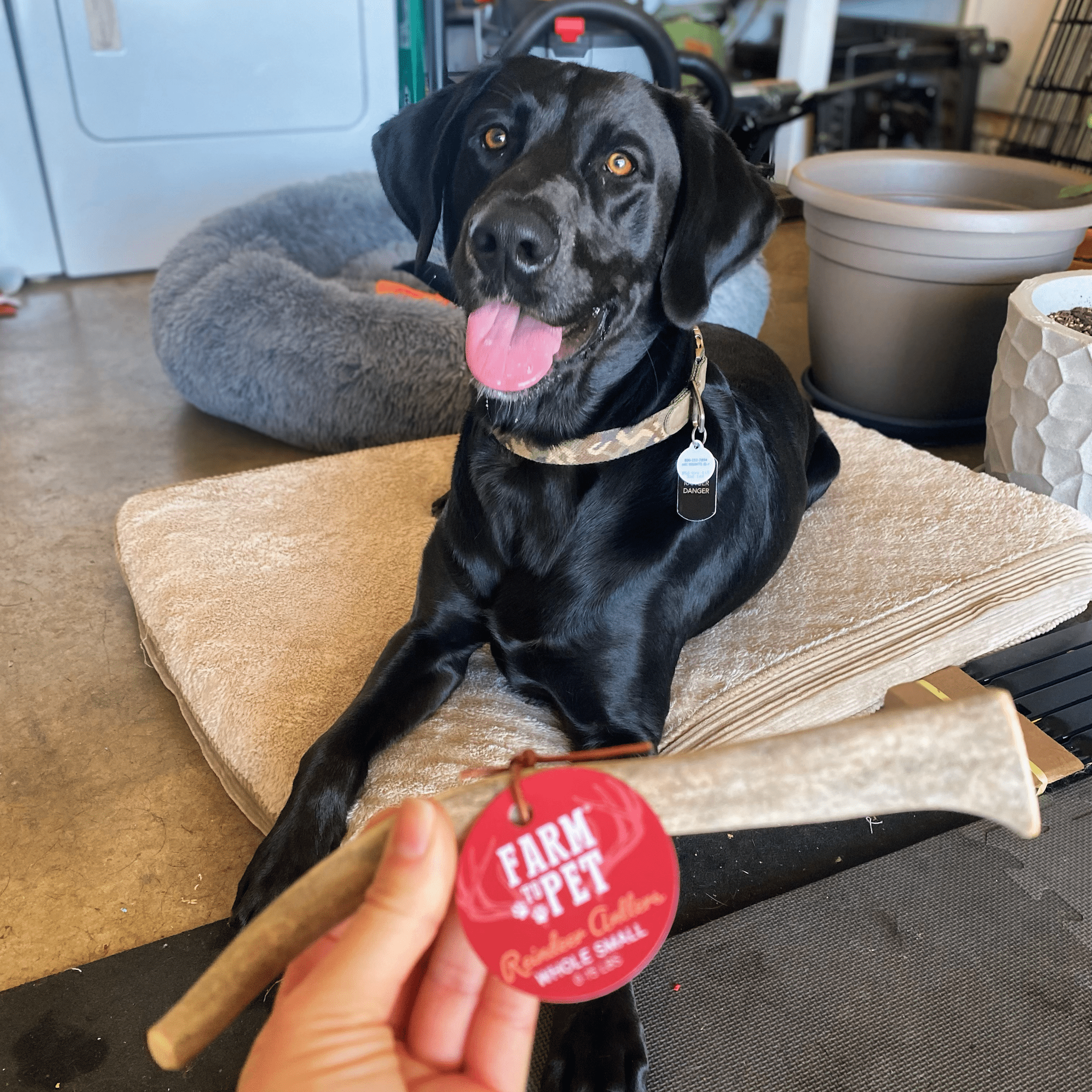 Reindeer Antler Dog Chews | Organic Chews for Dogs - Boske.store
