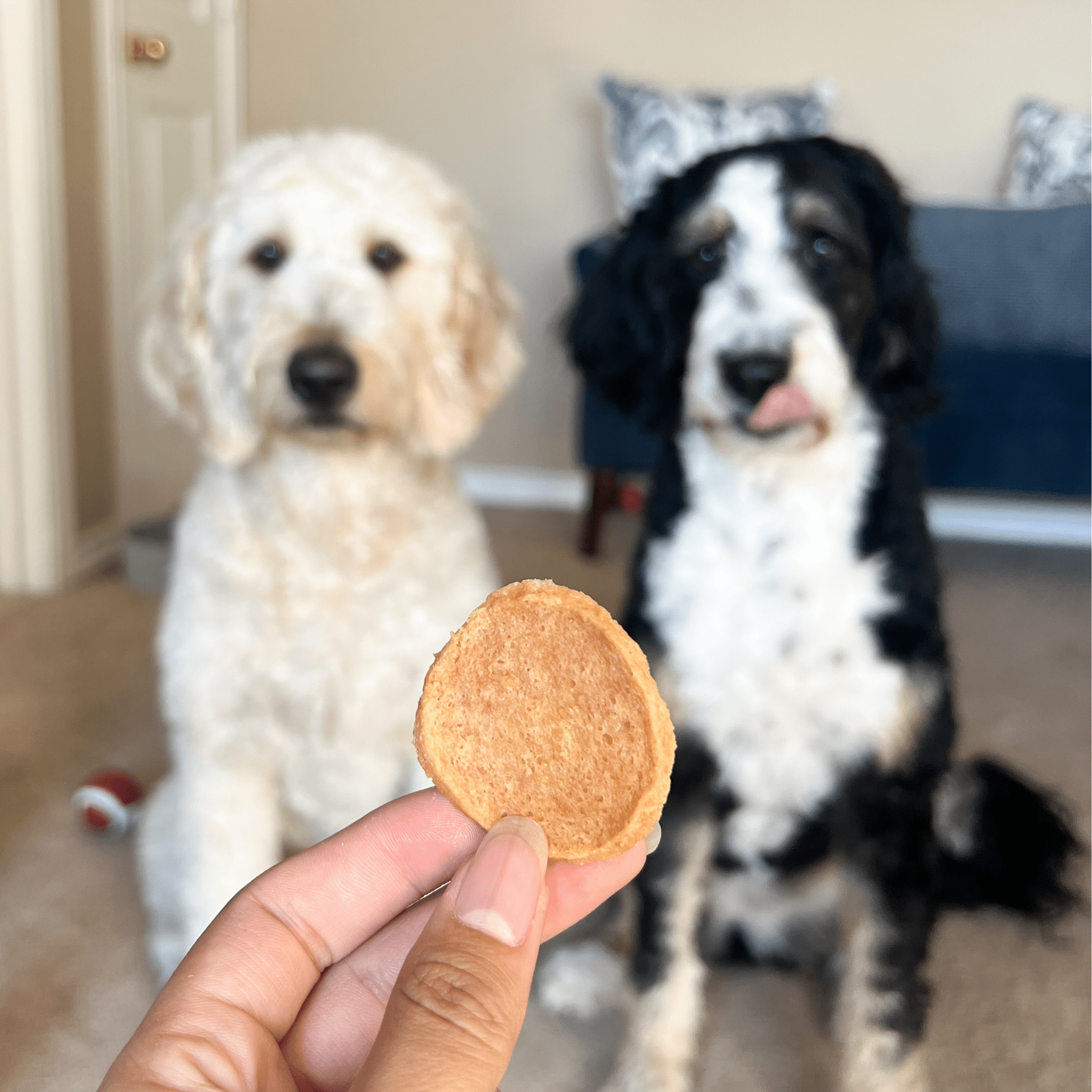 Chicken Chips for Dogs | All - Natural Single - Ingredient Dog Treats - Boske.store