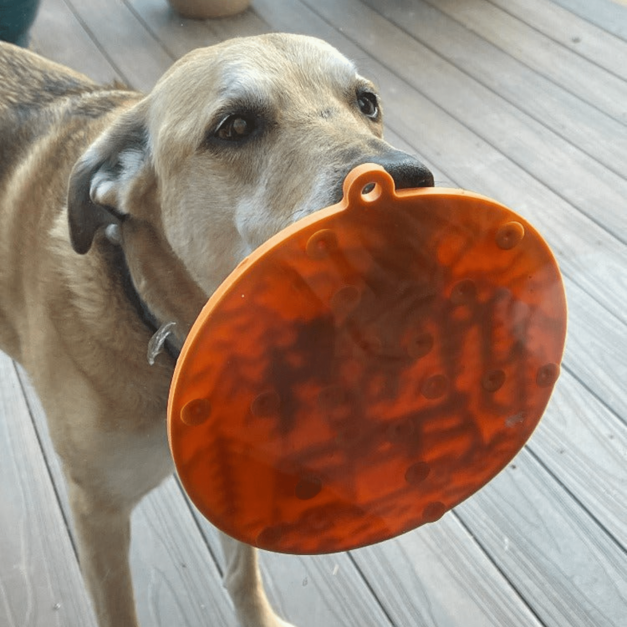 Dog Lick Mats with Suction Cups - Boske.store