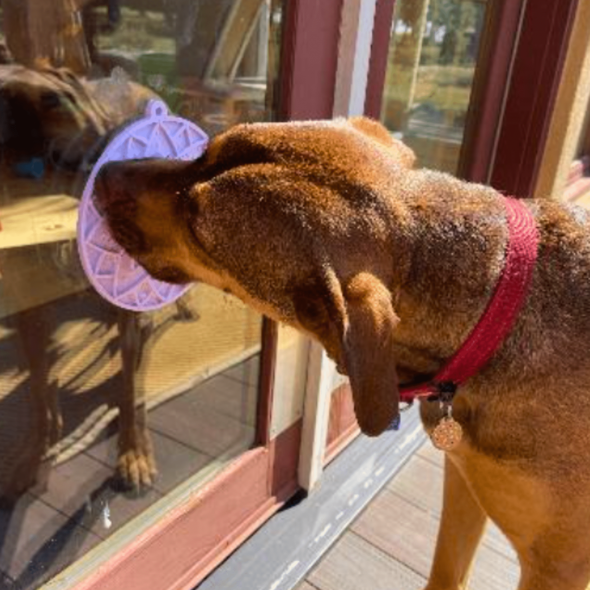 Dog Lick Mats with Suction Cups - Boske.store