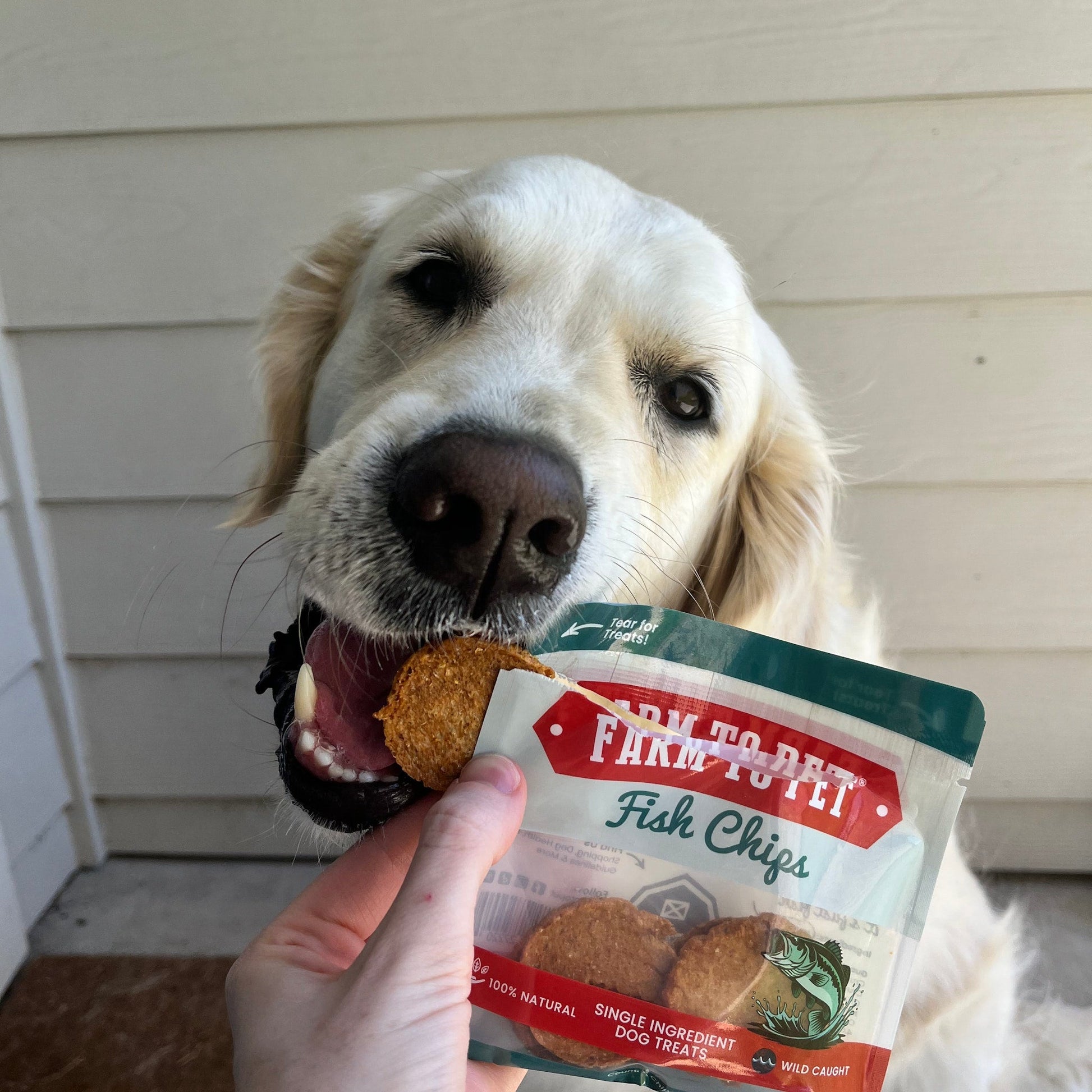 Snack Pack Dog Treat Sampler - Boske.store