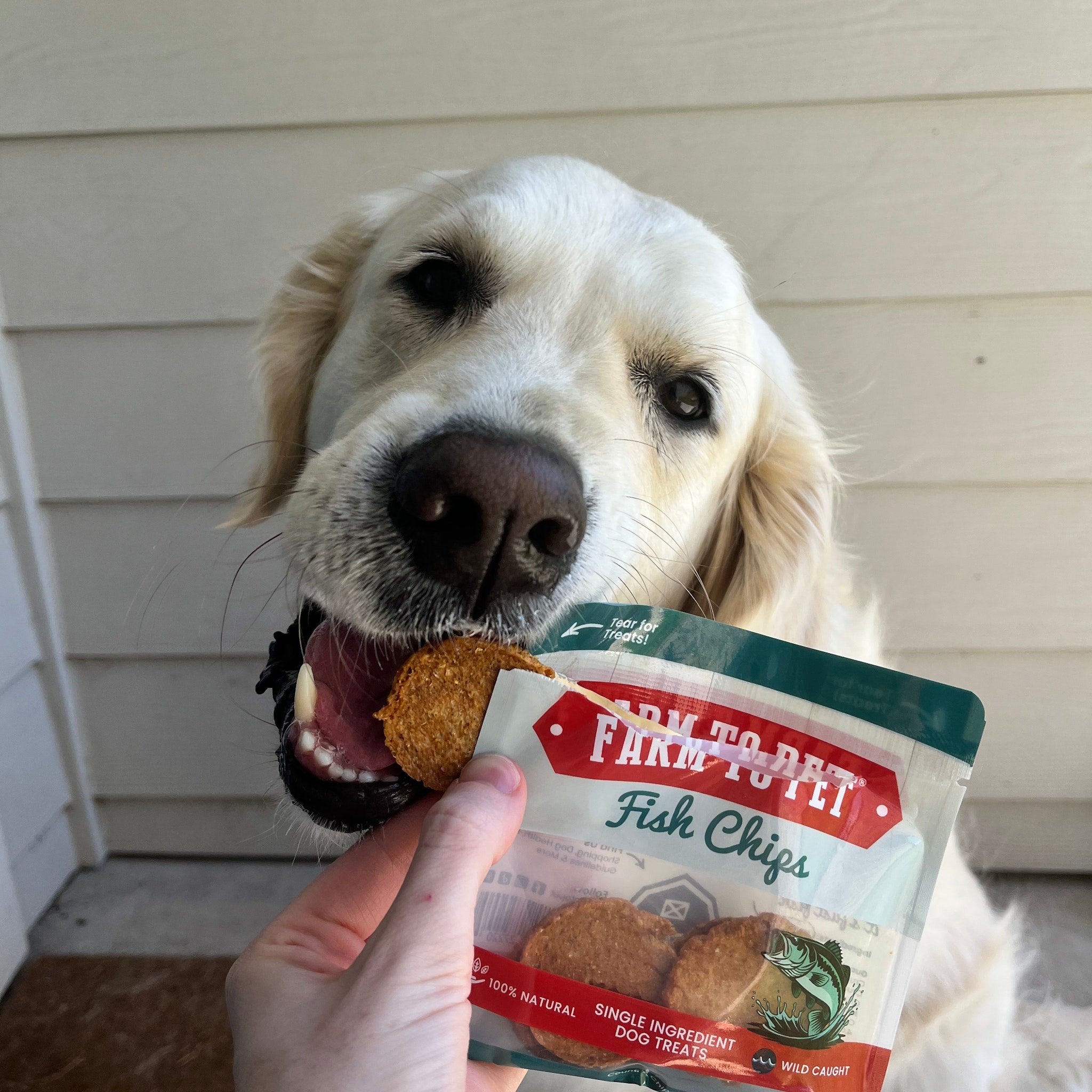 Snack Pack Dog Treat Sampler - Boske.store