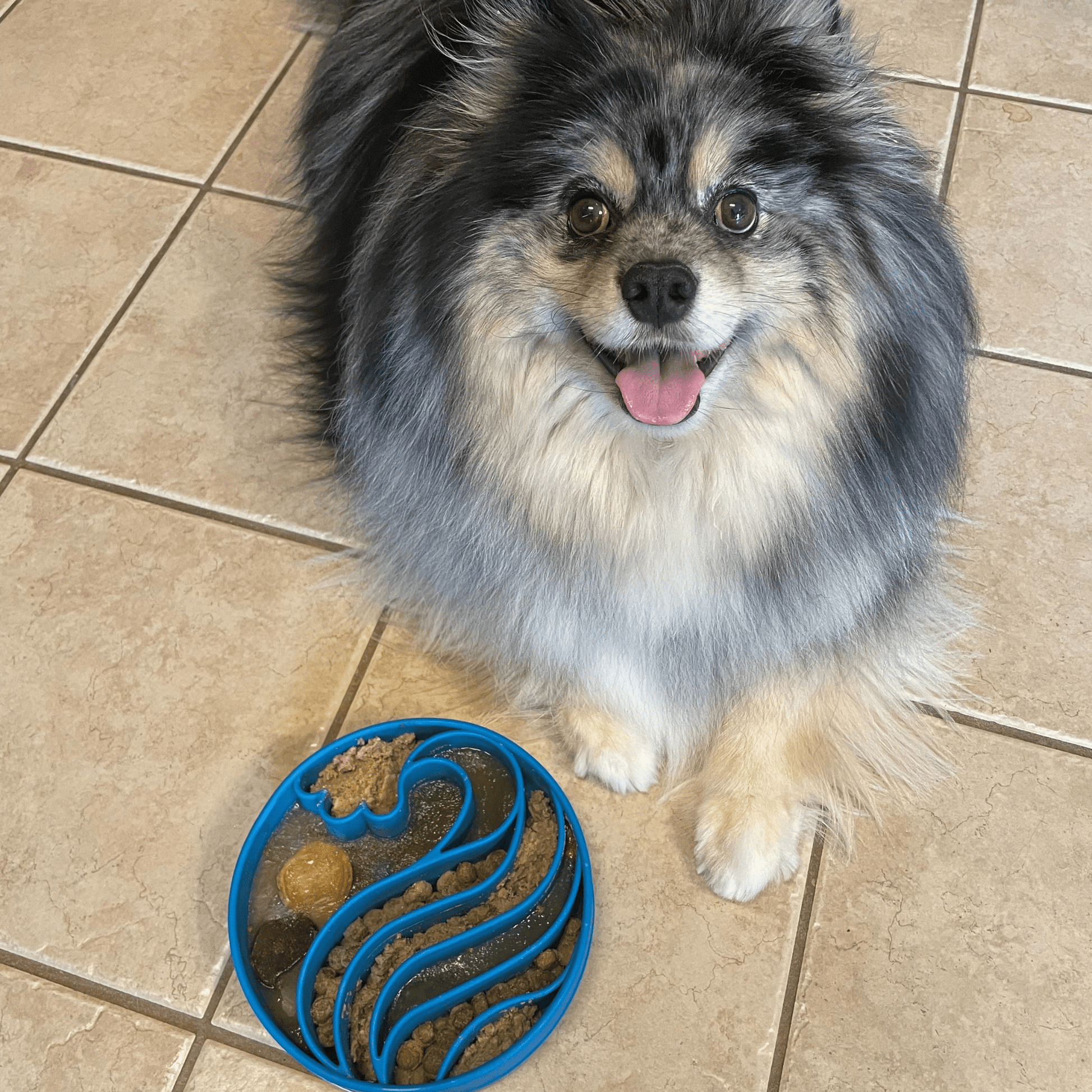 Slow Feeder Dog Bowls - Boske.store