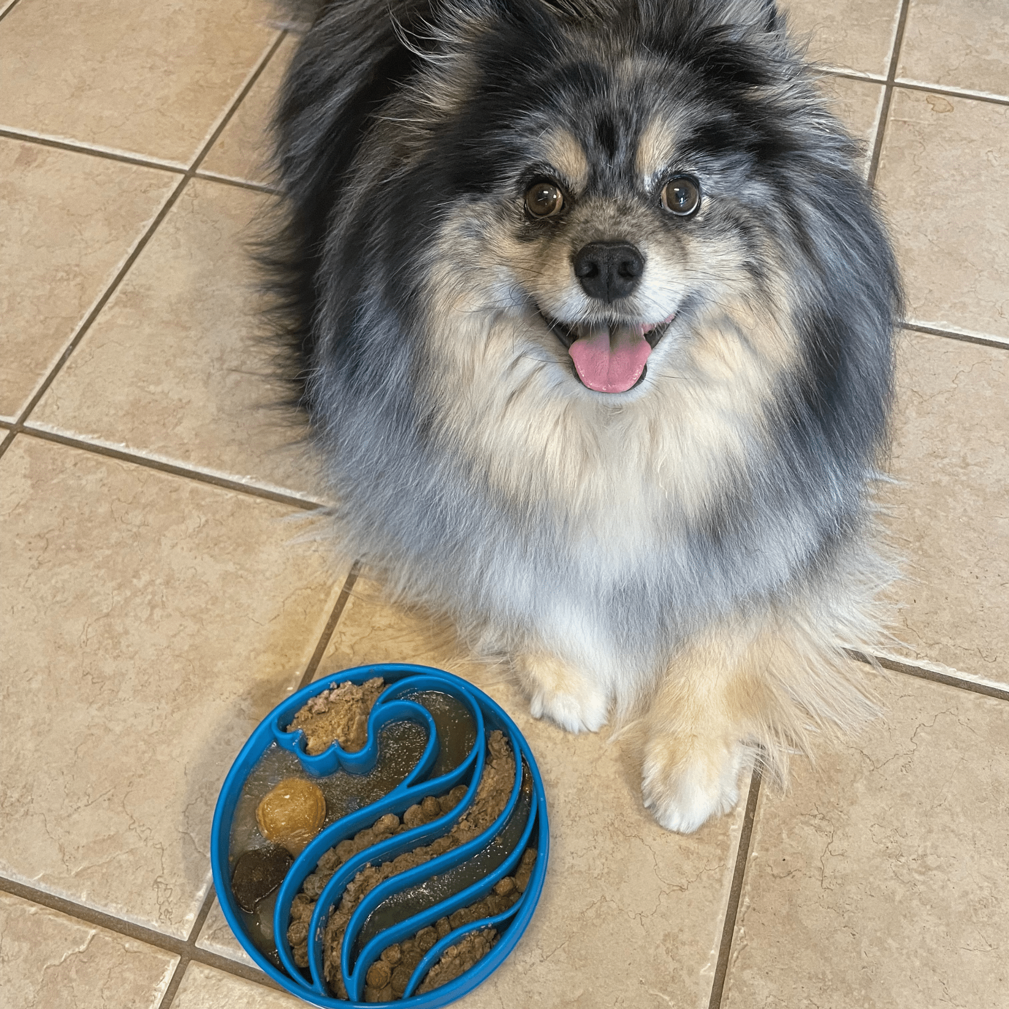 Slow Feeder Dog Bowls - Boske.store