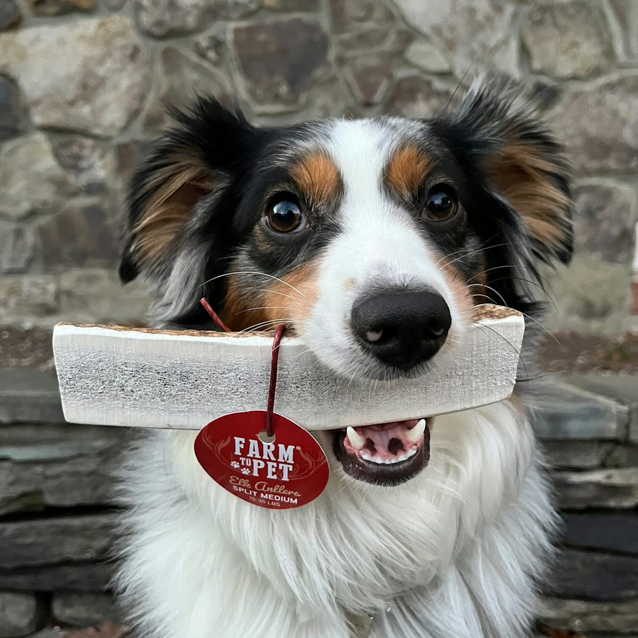 Elk Antler Dog Chews | All - Natural Whole and Split Elk Antler Chews for Dogs - Boske.store