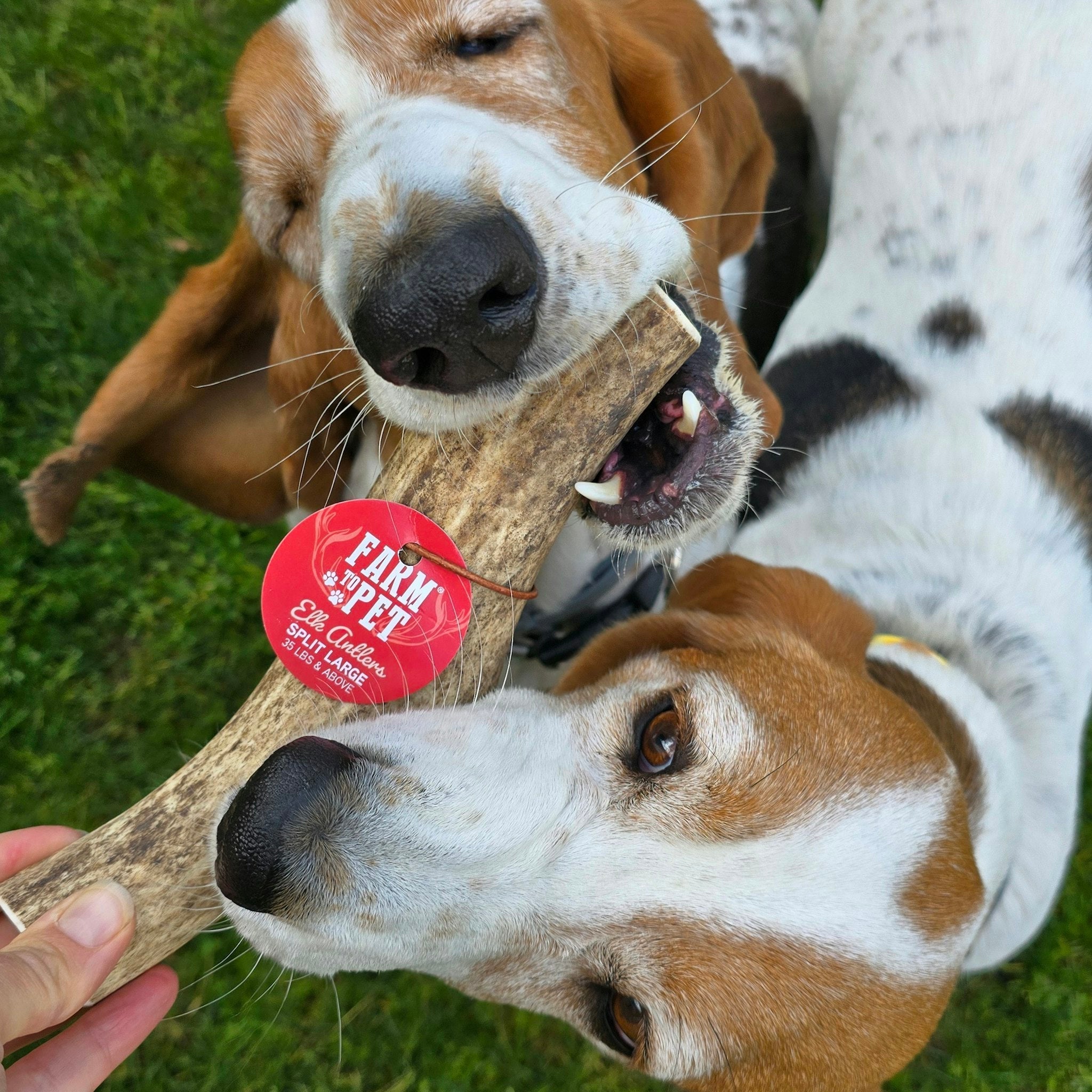 Elk Antler Dog Chews | All - Natural Whole and Split Elk Antler Chews for Dogs - Boske.store