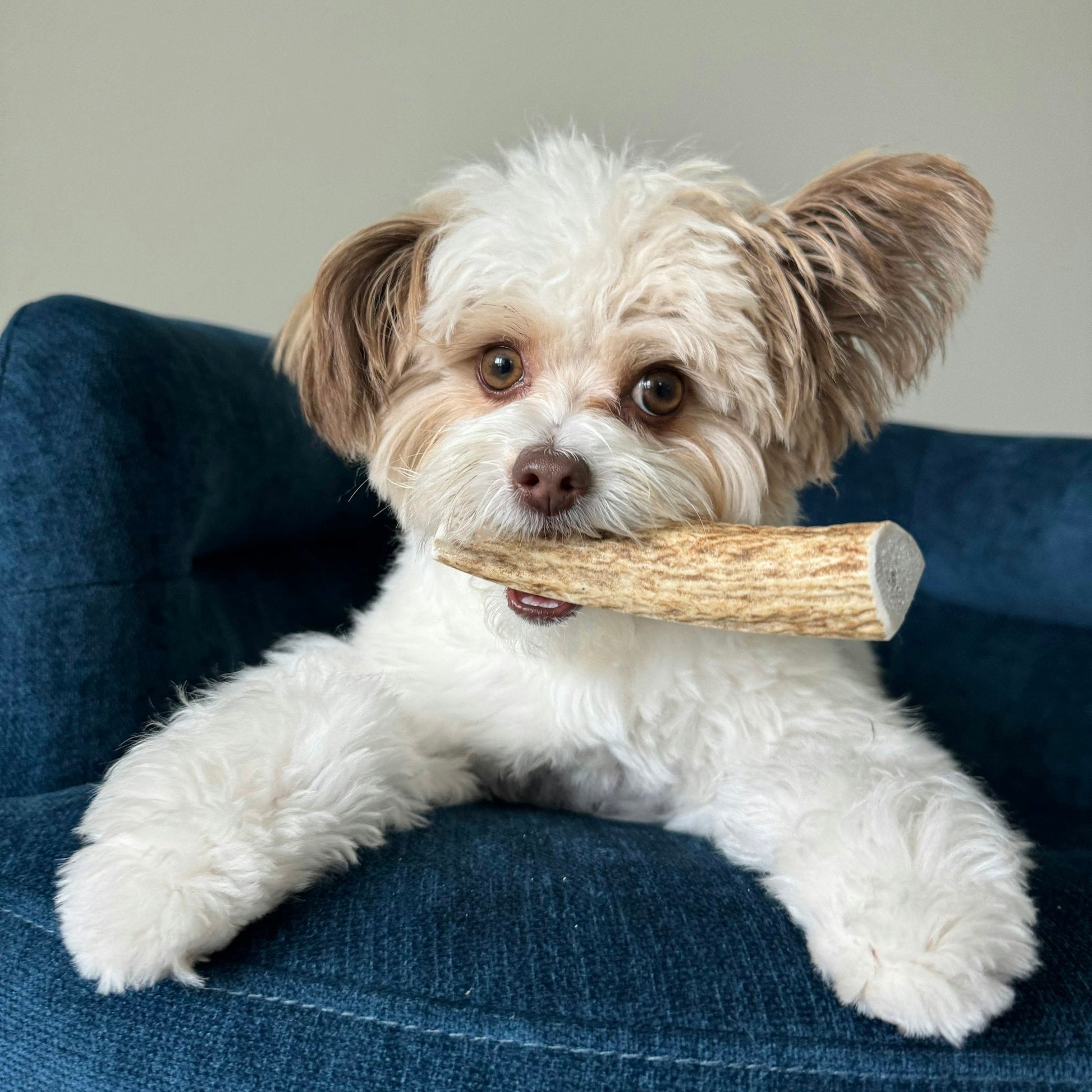 Elk Antler Dog Chews | All - Natural Whole and Split Elk Antler Chews for Dogs - Boske.store