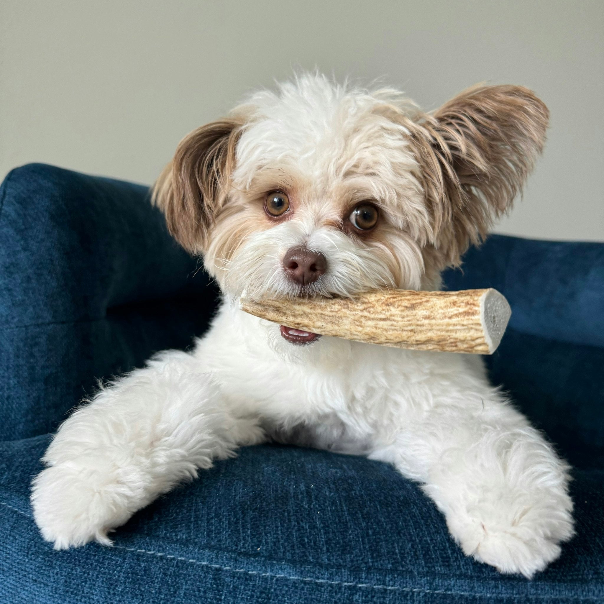 Elk Antler Dog Chews | All - Natural Whole and Split Elk Antler Chews for Dogs - Boske.store