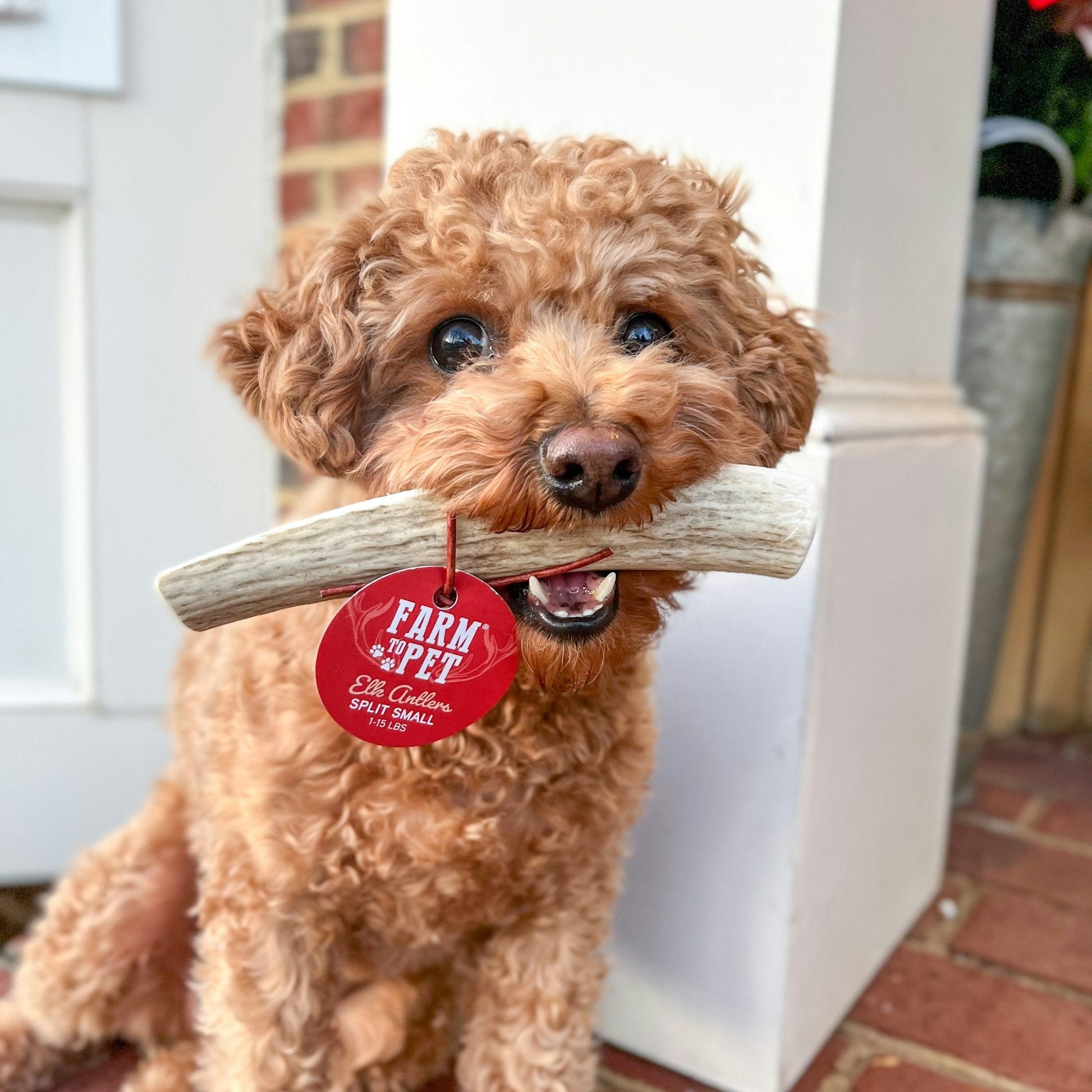 Elk Antler Dog Chews | All - Natural Whole and Split Elk Antler Chews for Dogs - Boske.store