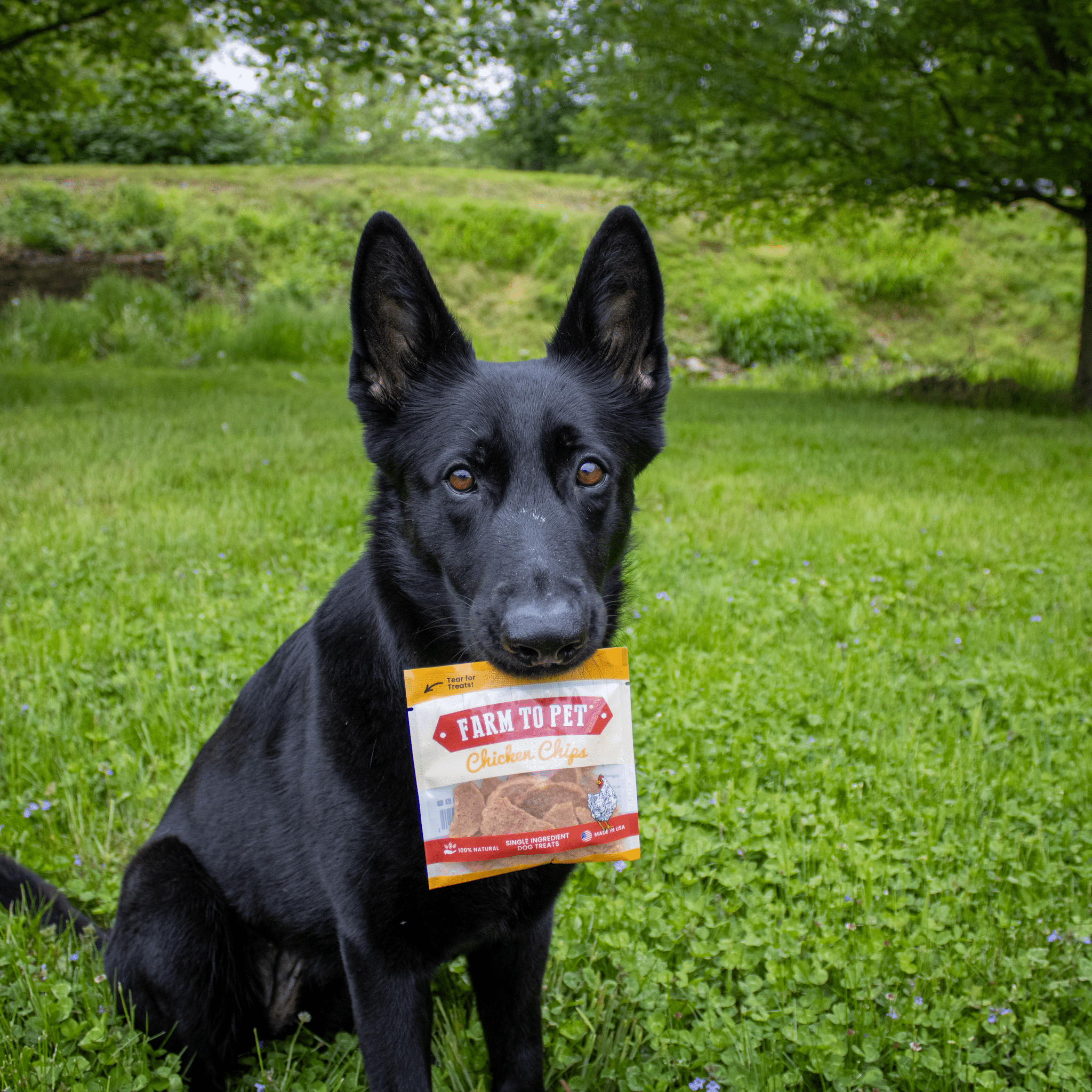 Chicken Chips Snack Pack Bundles | Dog Party Favors & Training Treats - Boske.store