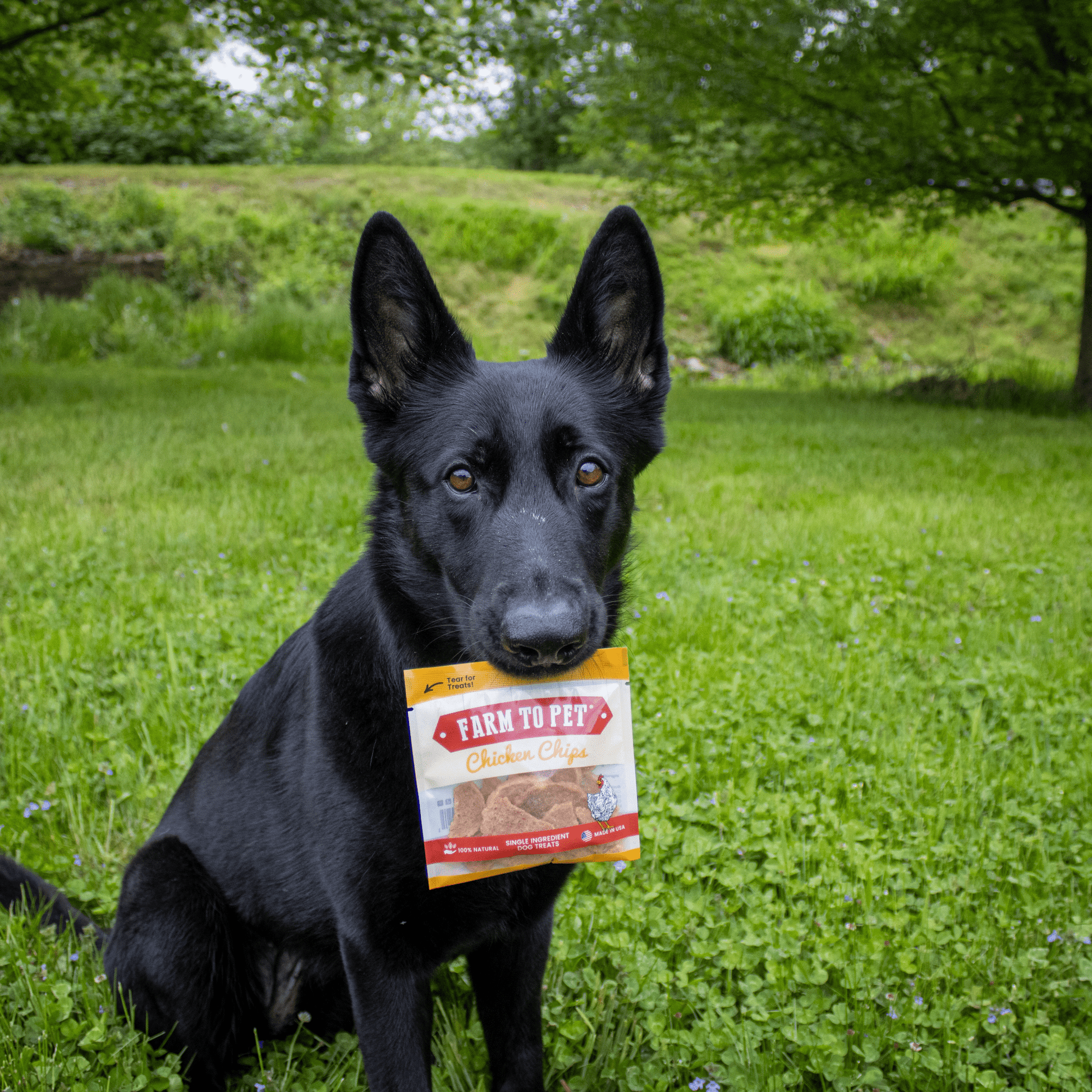 Chicken Chips Snack Pack Bundles | Dog Party Favors & Training Treats - Boske.store