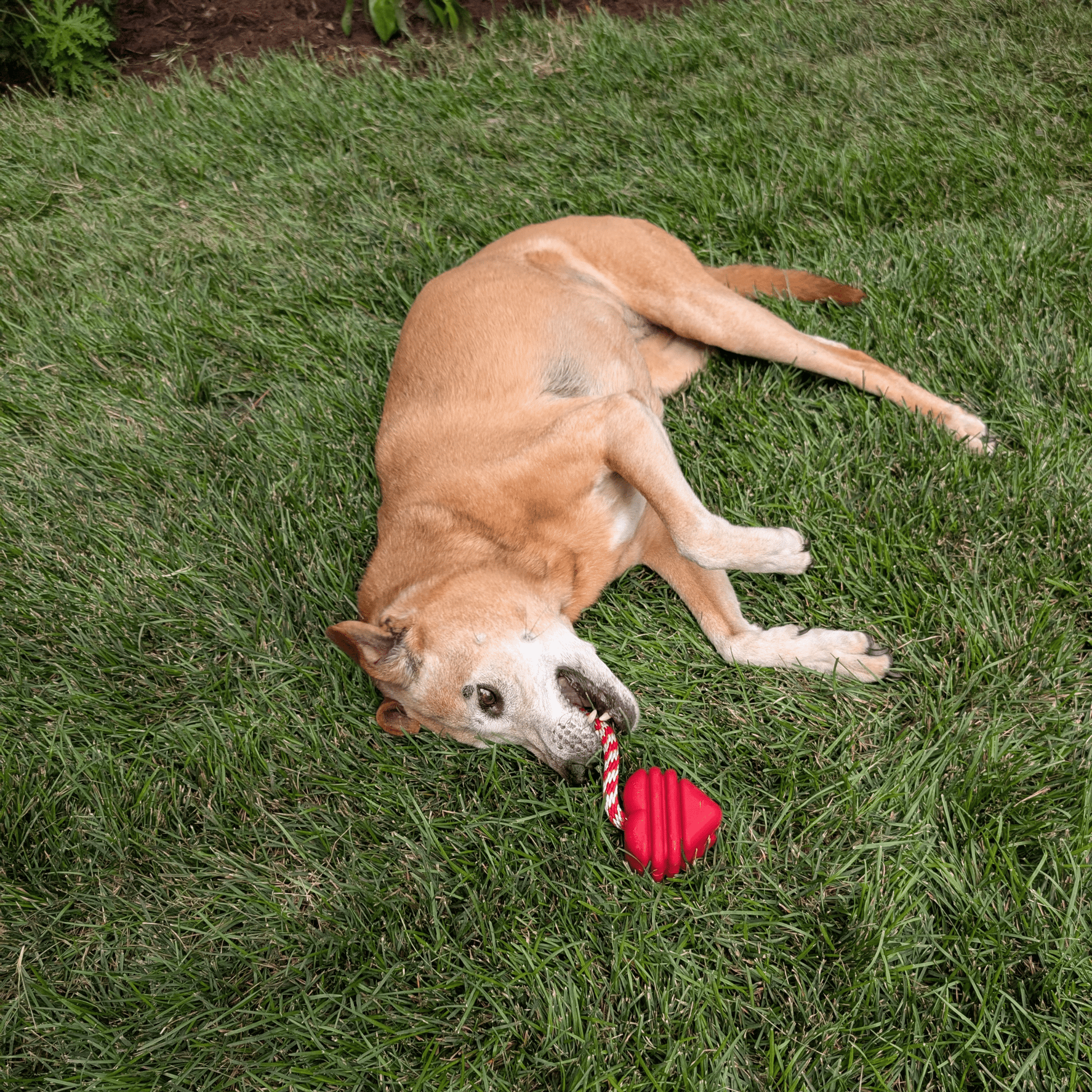 Tug Toys - Boske.store