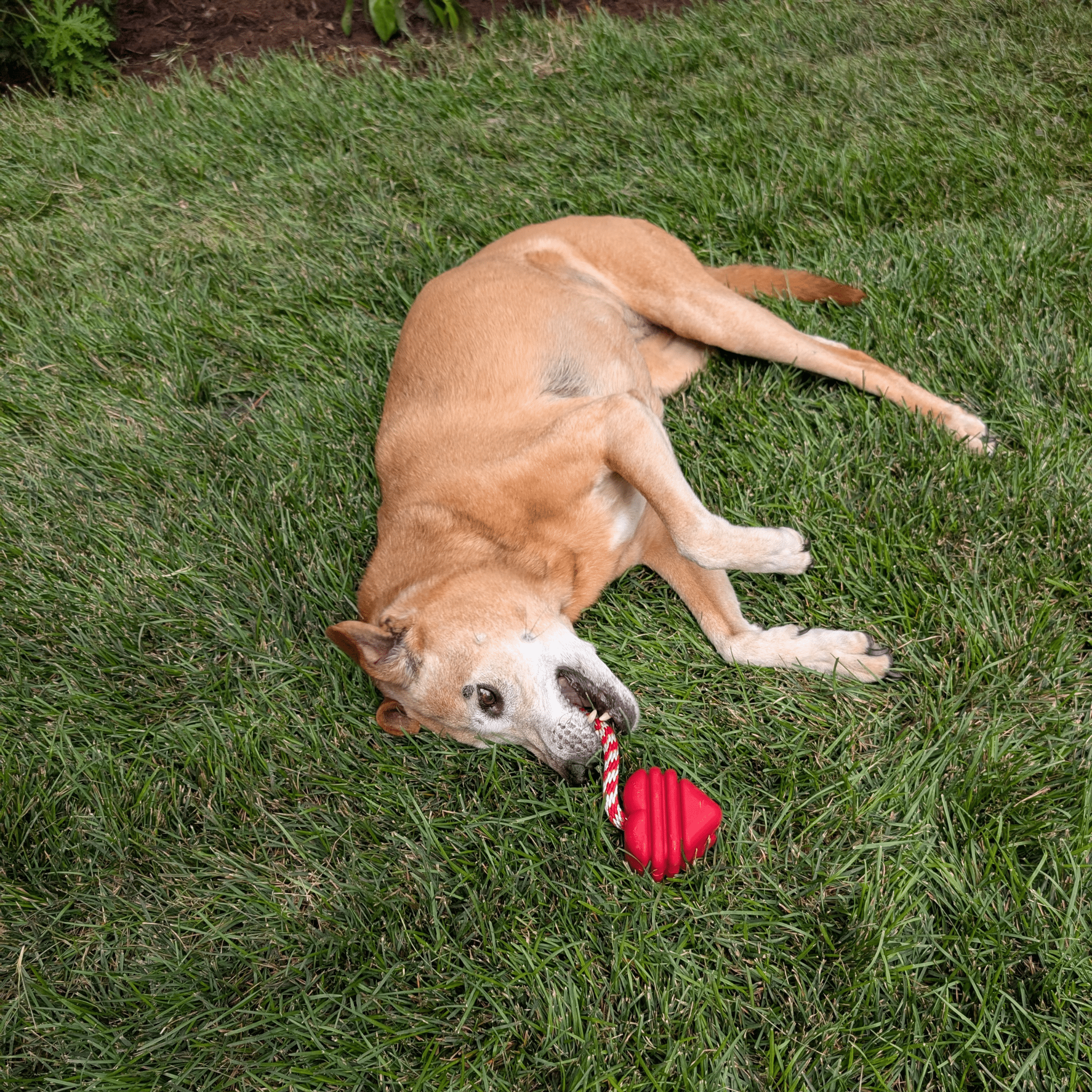 Tug Toys - Boske.store