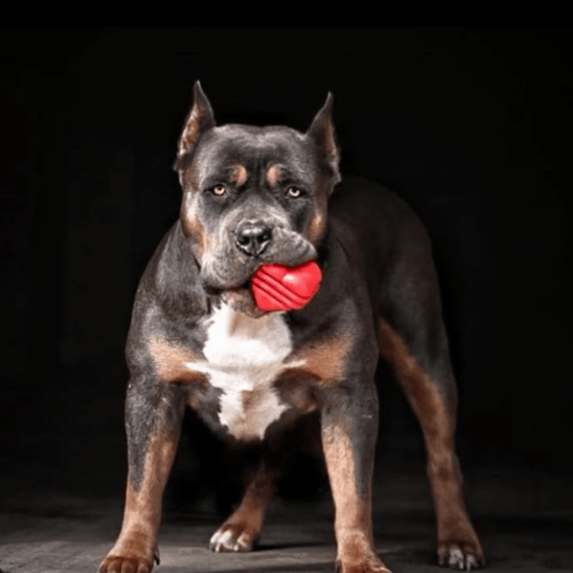 Tug Toys - Boske.store